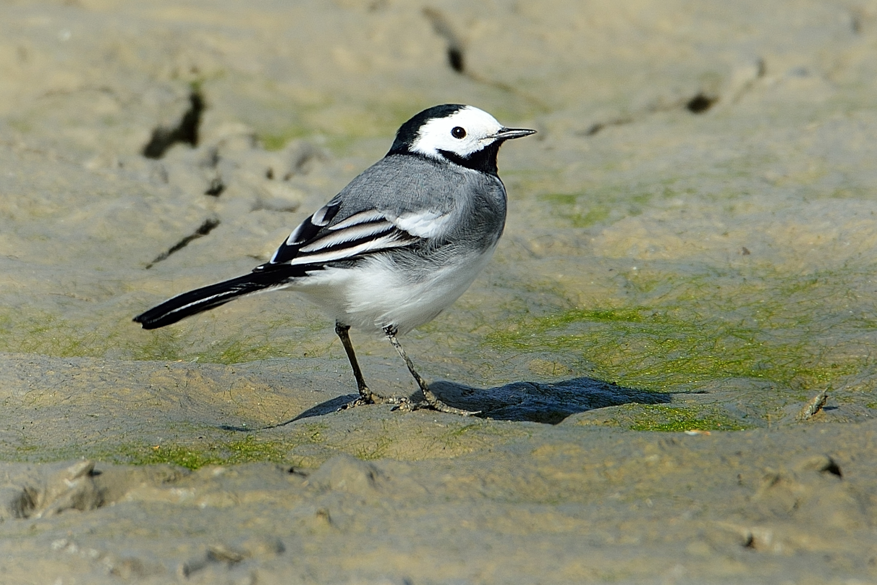 White Wagtail (Motacilla alba)