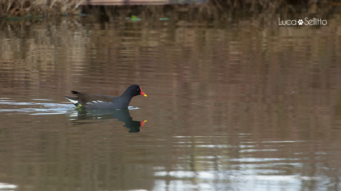 Gallinella d'acqua