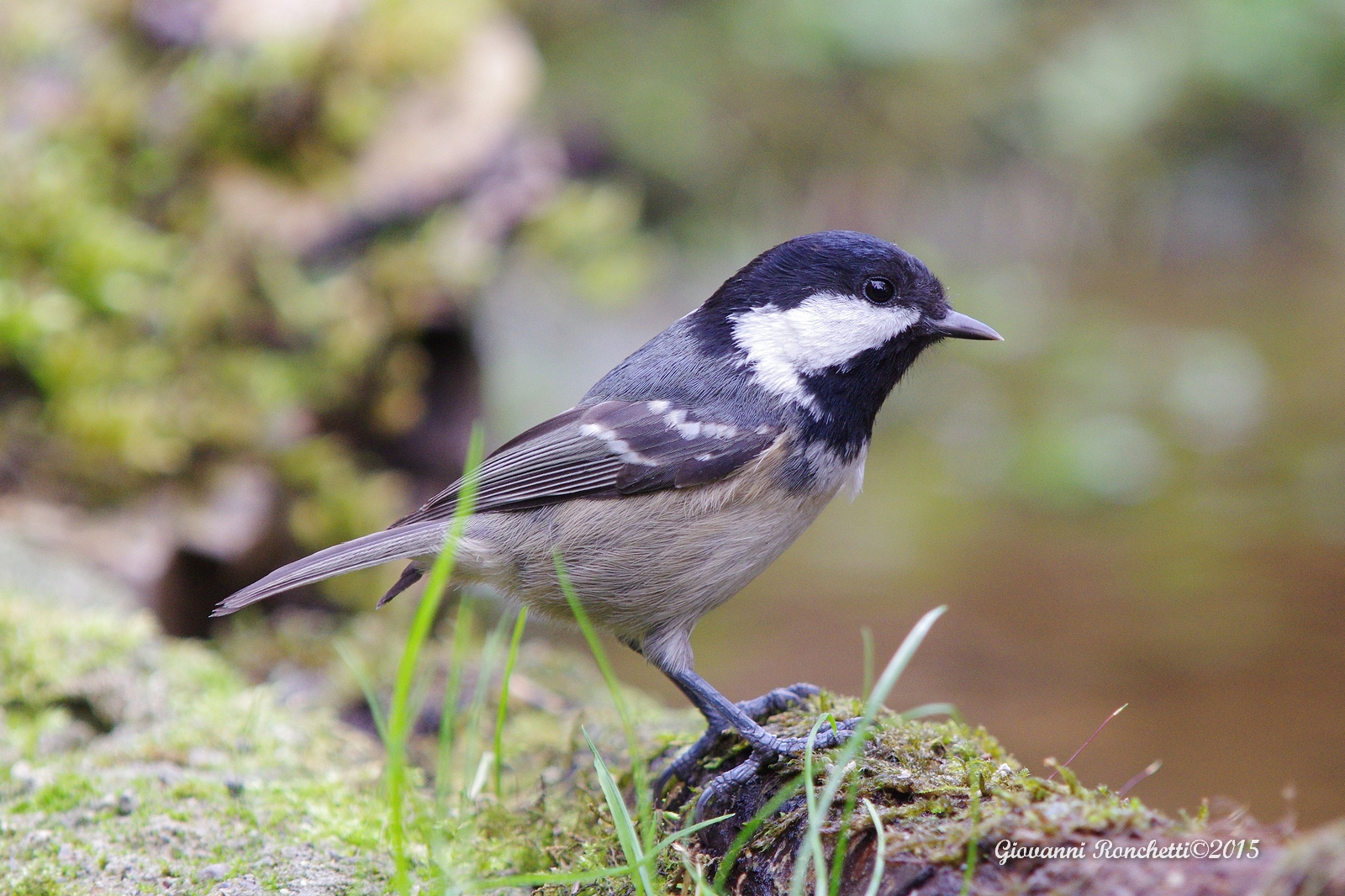 Coal Tit