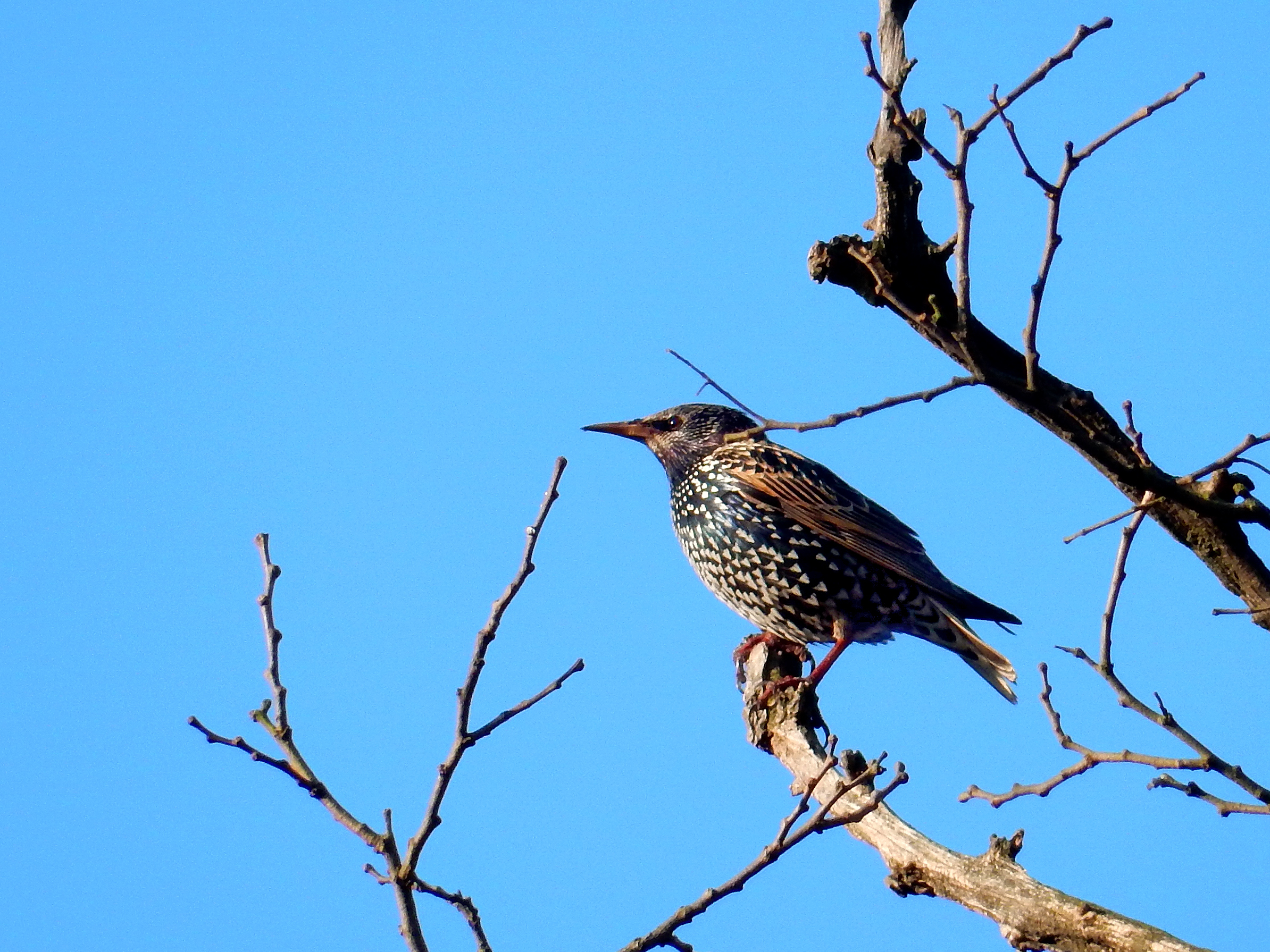 Starling