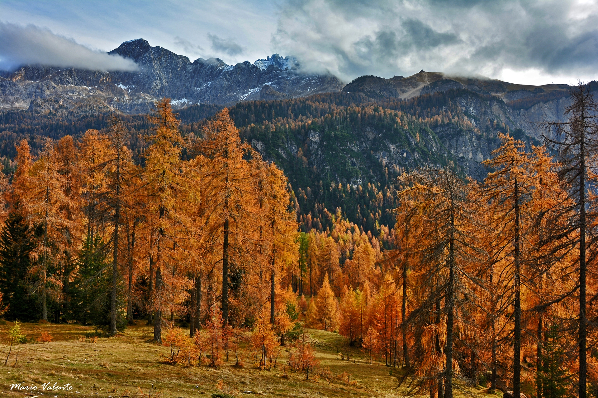 Bosco di larici ed abeti