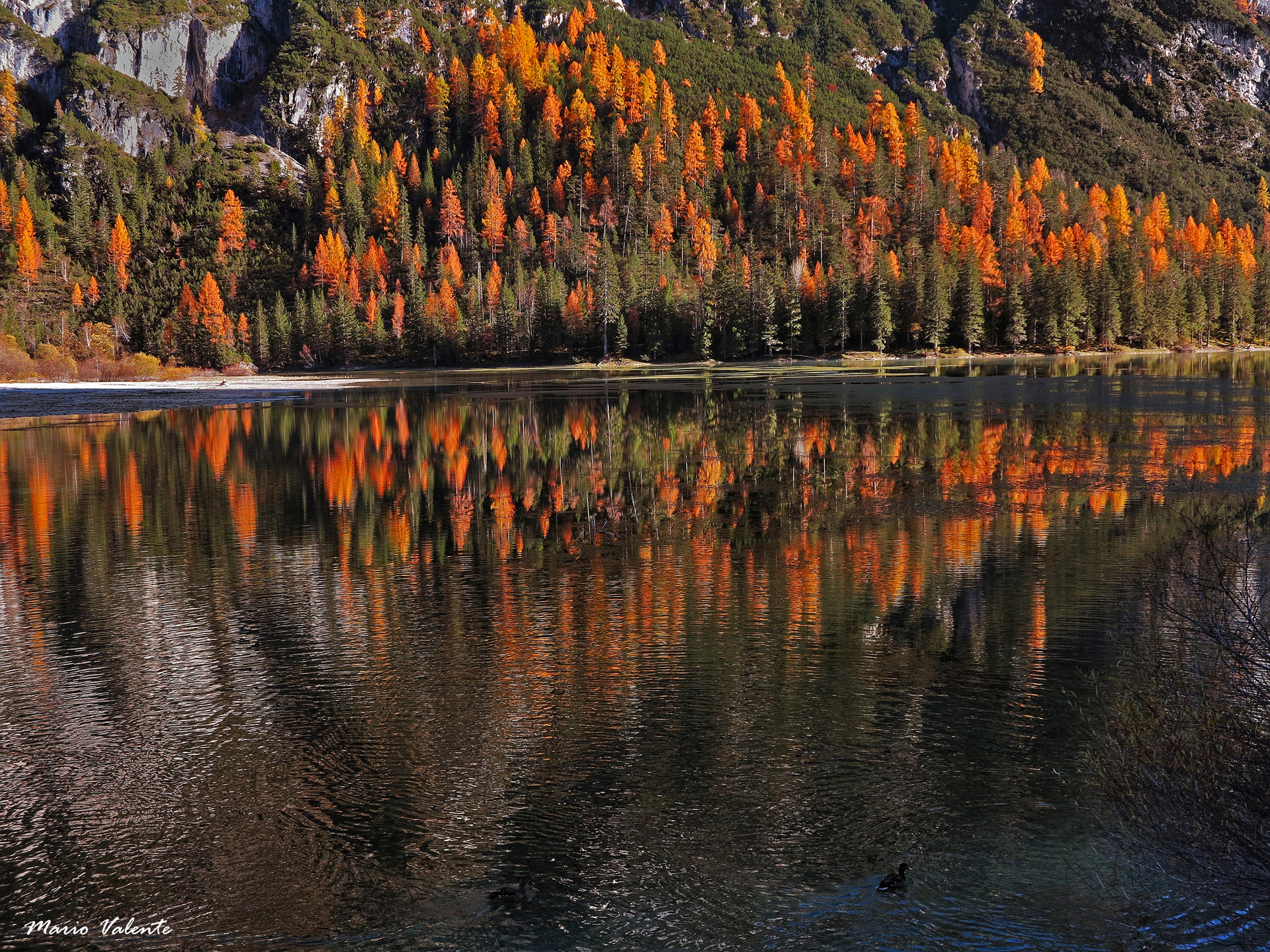 Larici riflessi sul lago di Landro
