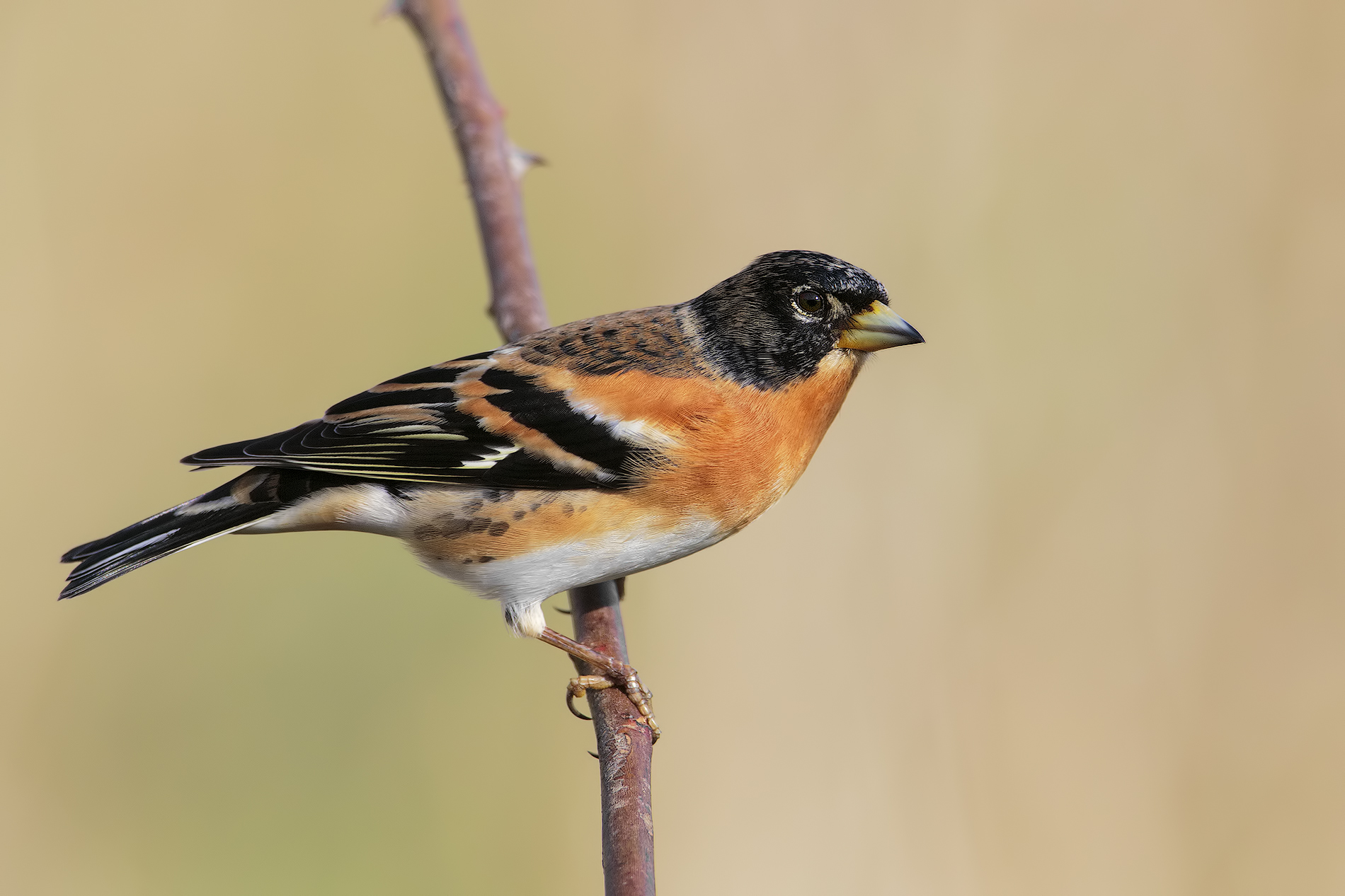 Brambling