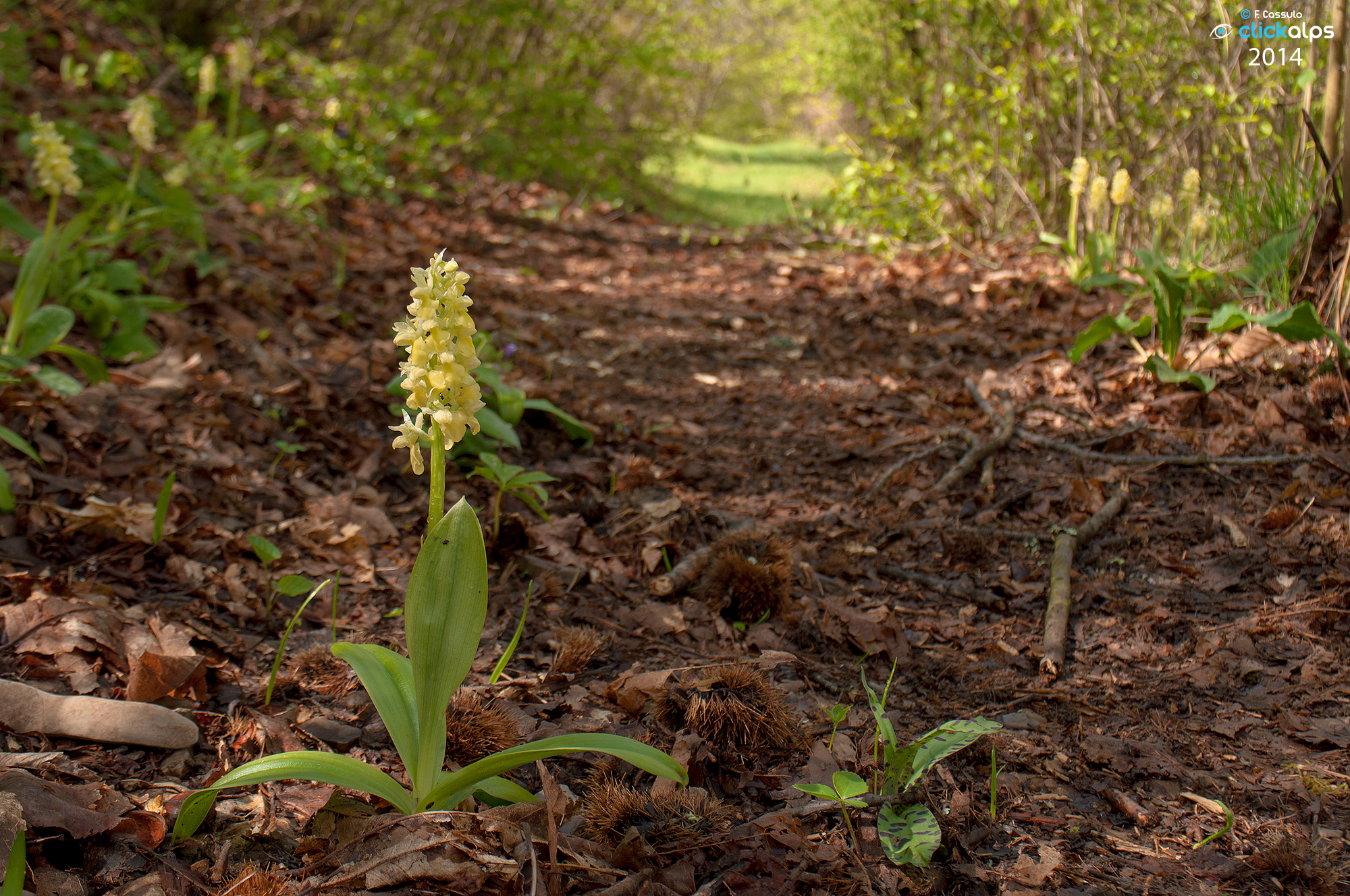 Orchis pallens