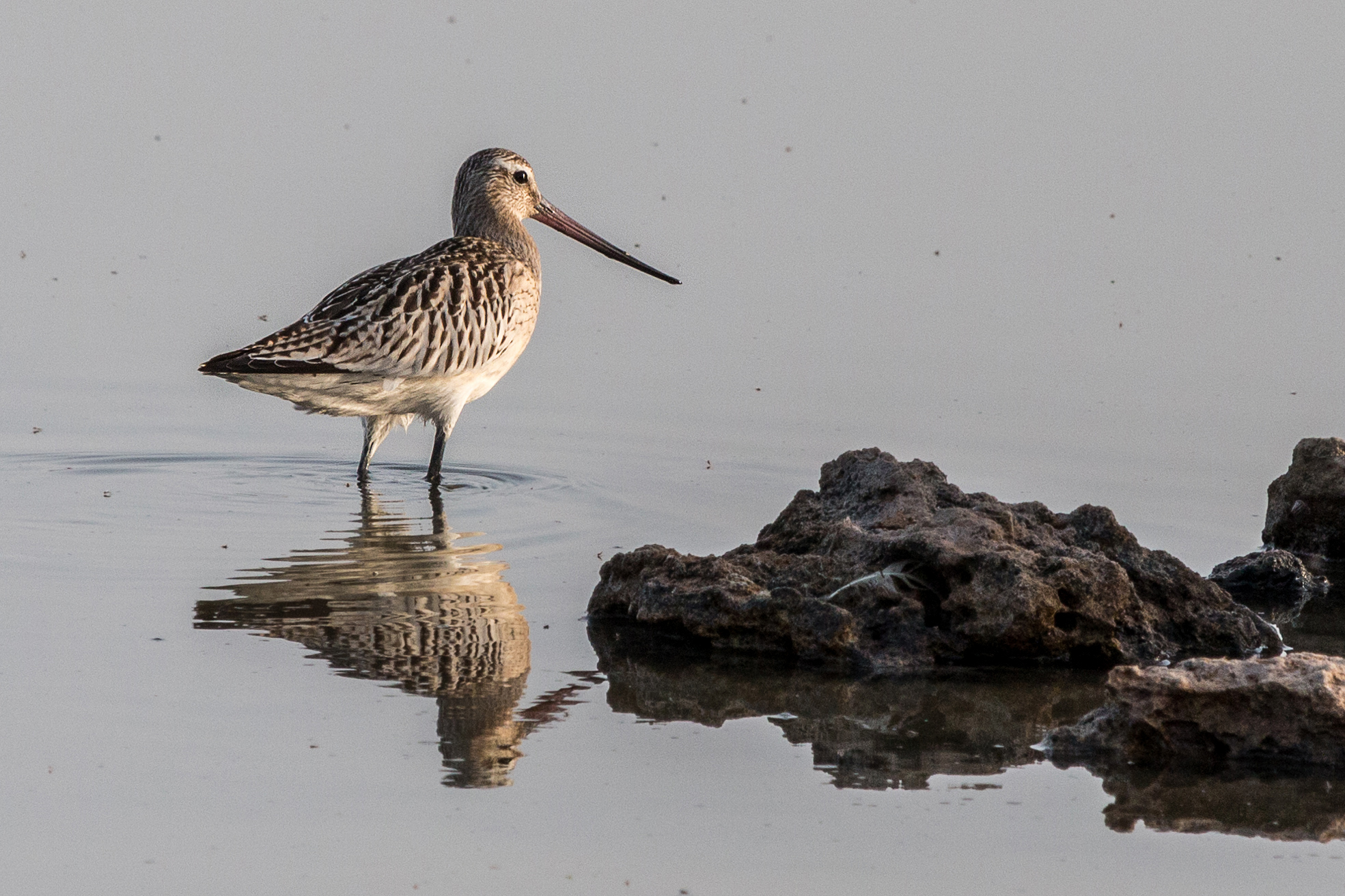 Bar-tailed Godwit