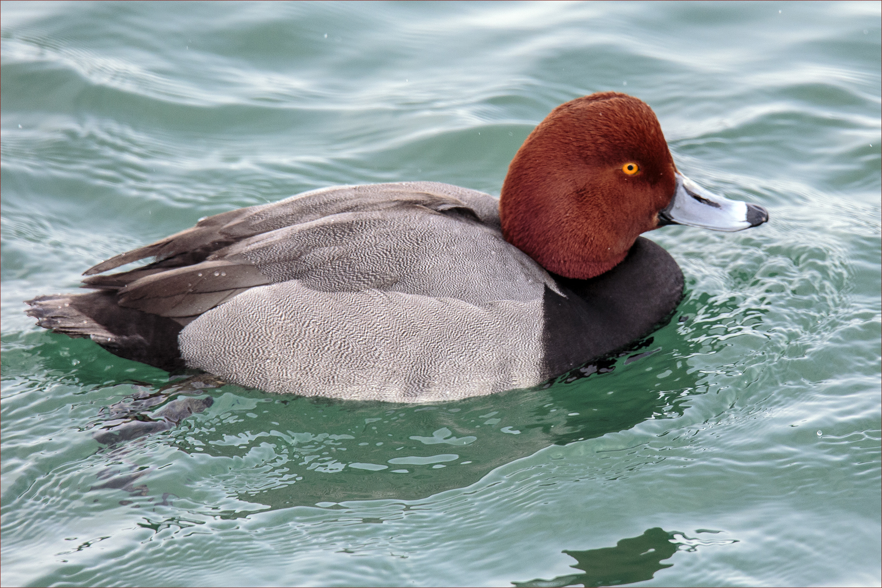 Redheaded Duck