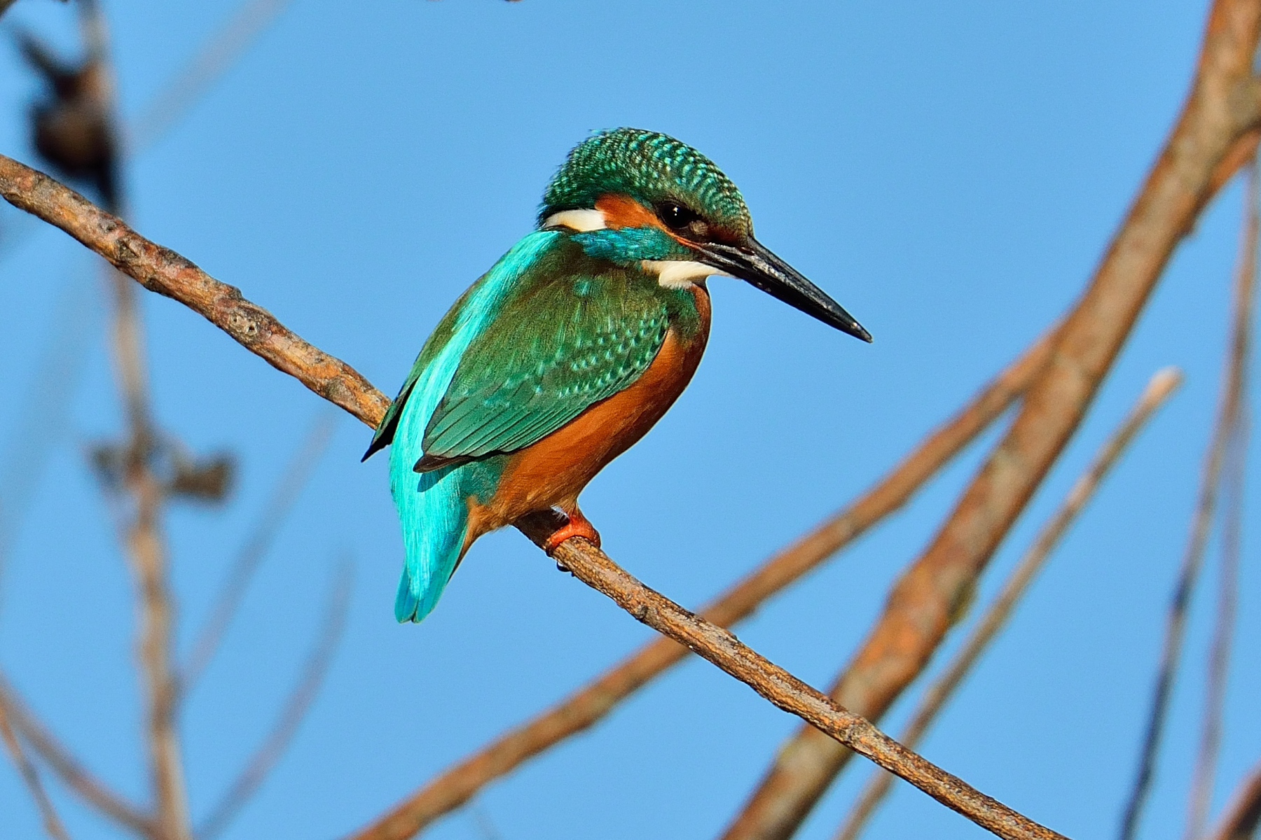 Kingfisher