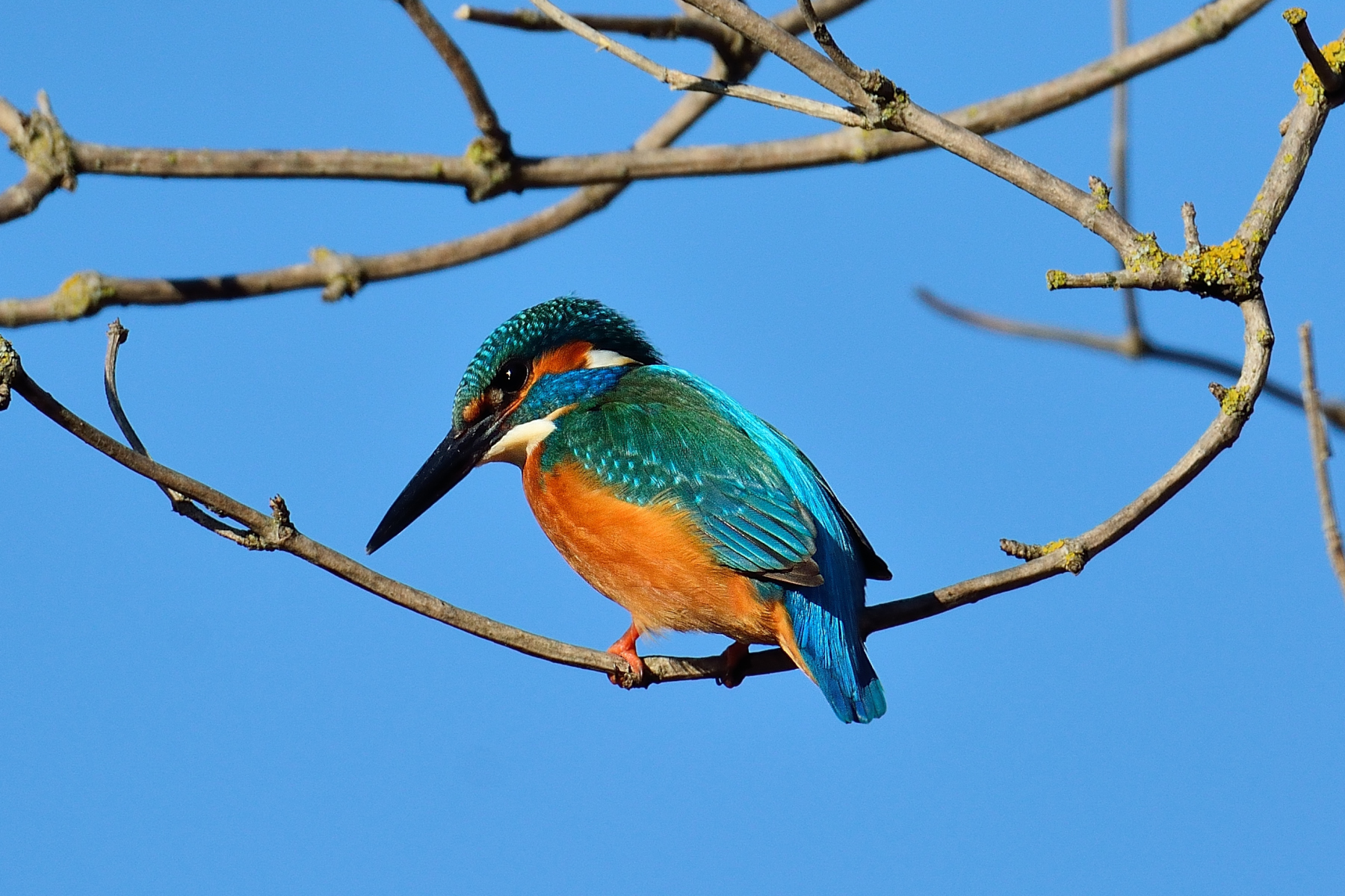 Kingfisher