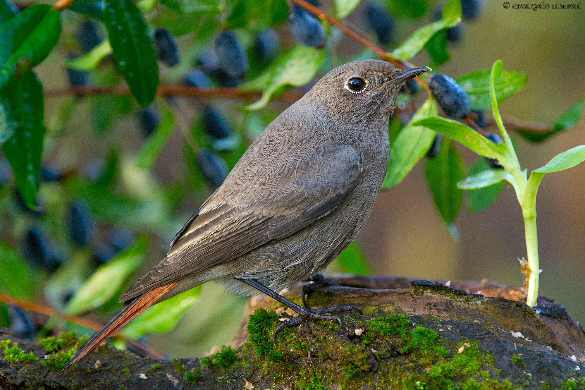 Un codirosso tra le bacche