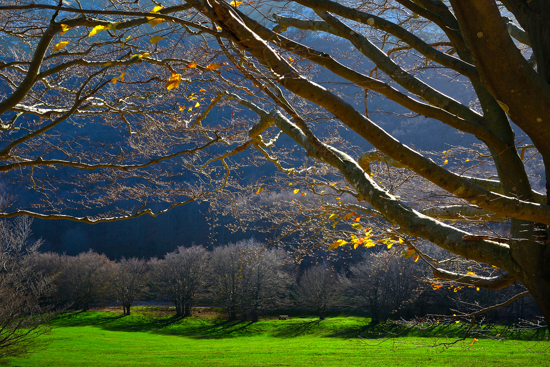 autunno a Pian delle Macinare