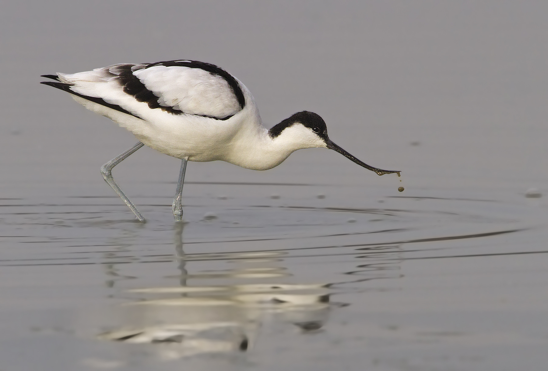 Avocet
