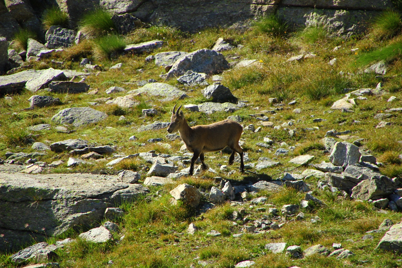 chamois
