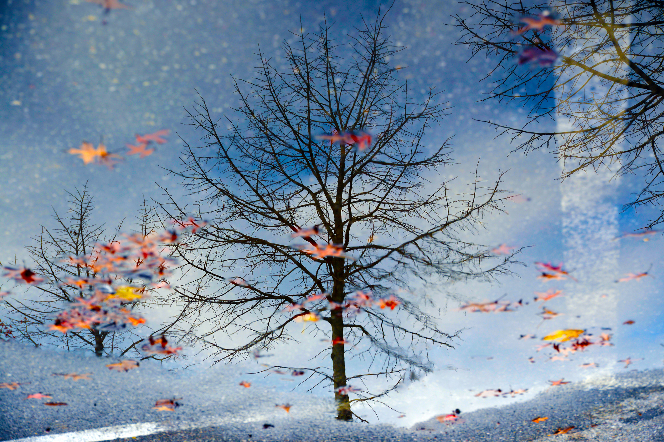 Autumn reflections in a puddle