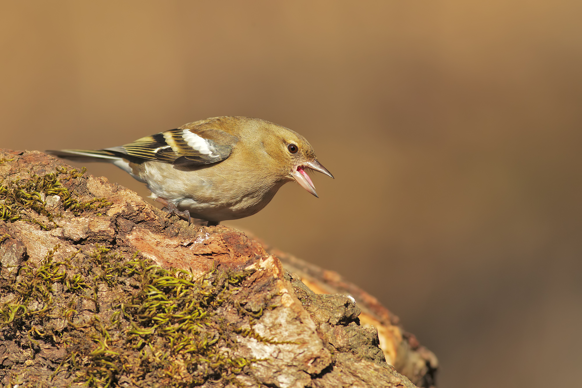 Chaffinch angry