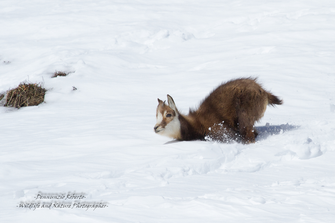 ....lo sai che i papaveri son alti alti alti.....