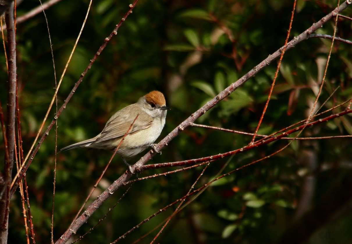 Female Blackcap