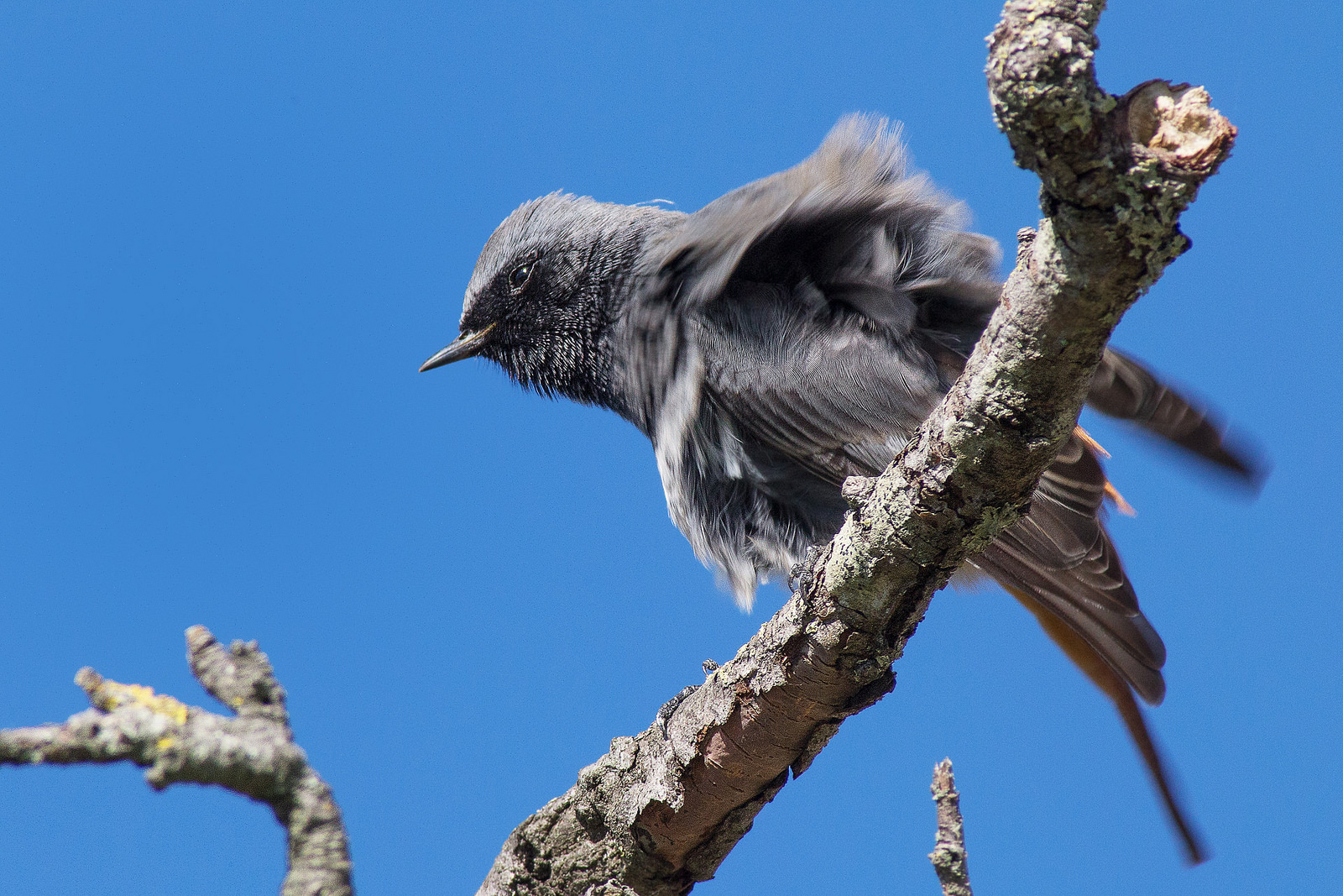 Redstart smoothie (from my flickr)