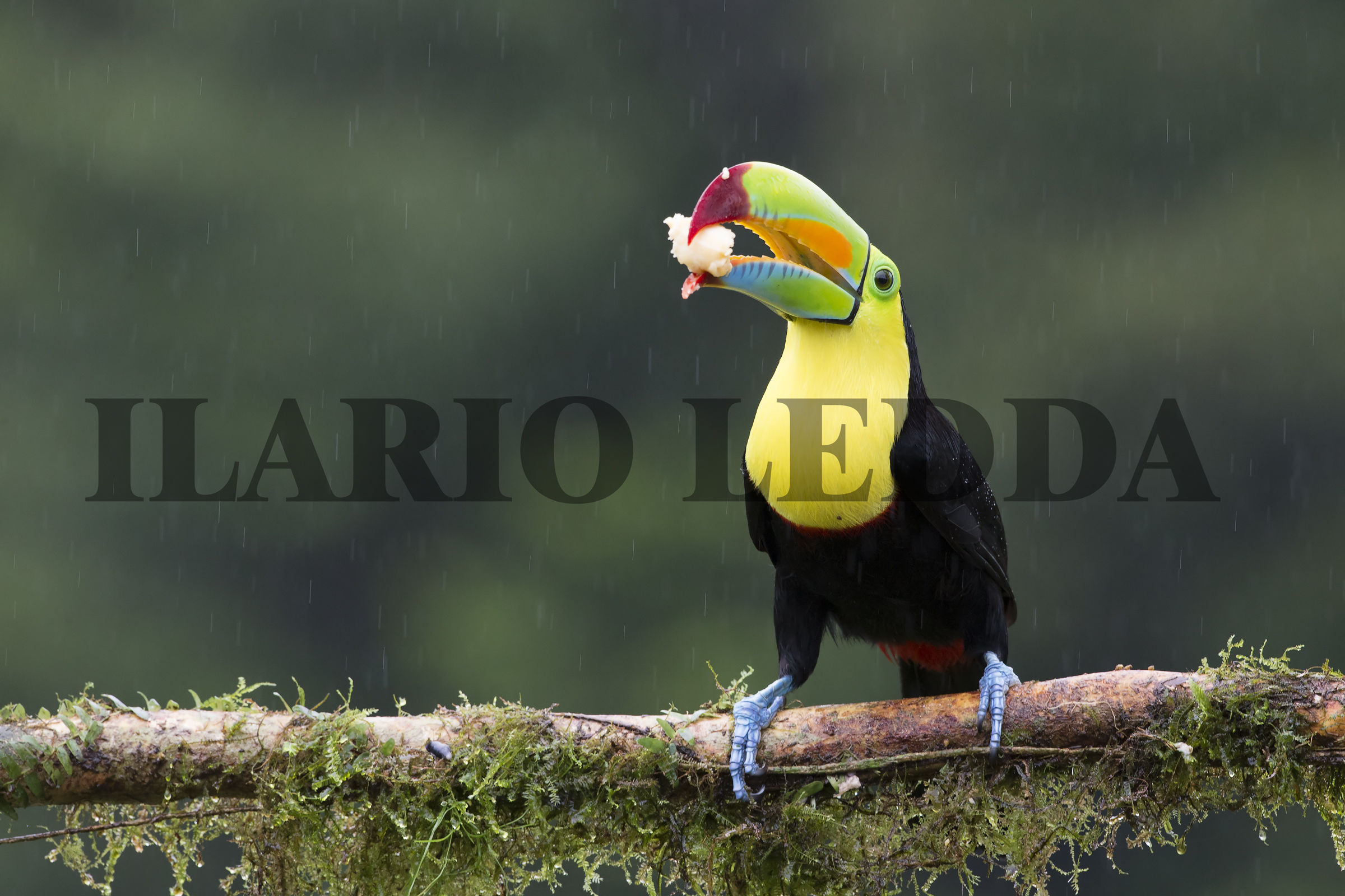 keel-billed toucan
