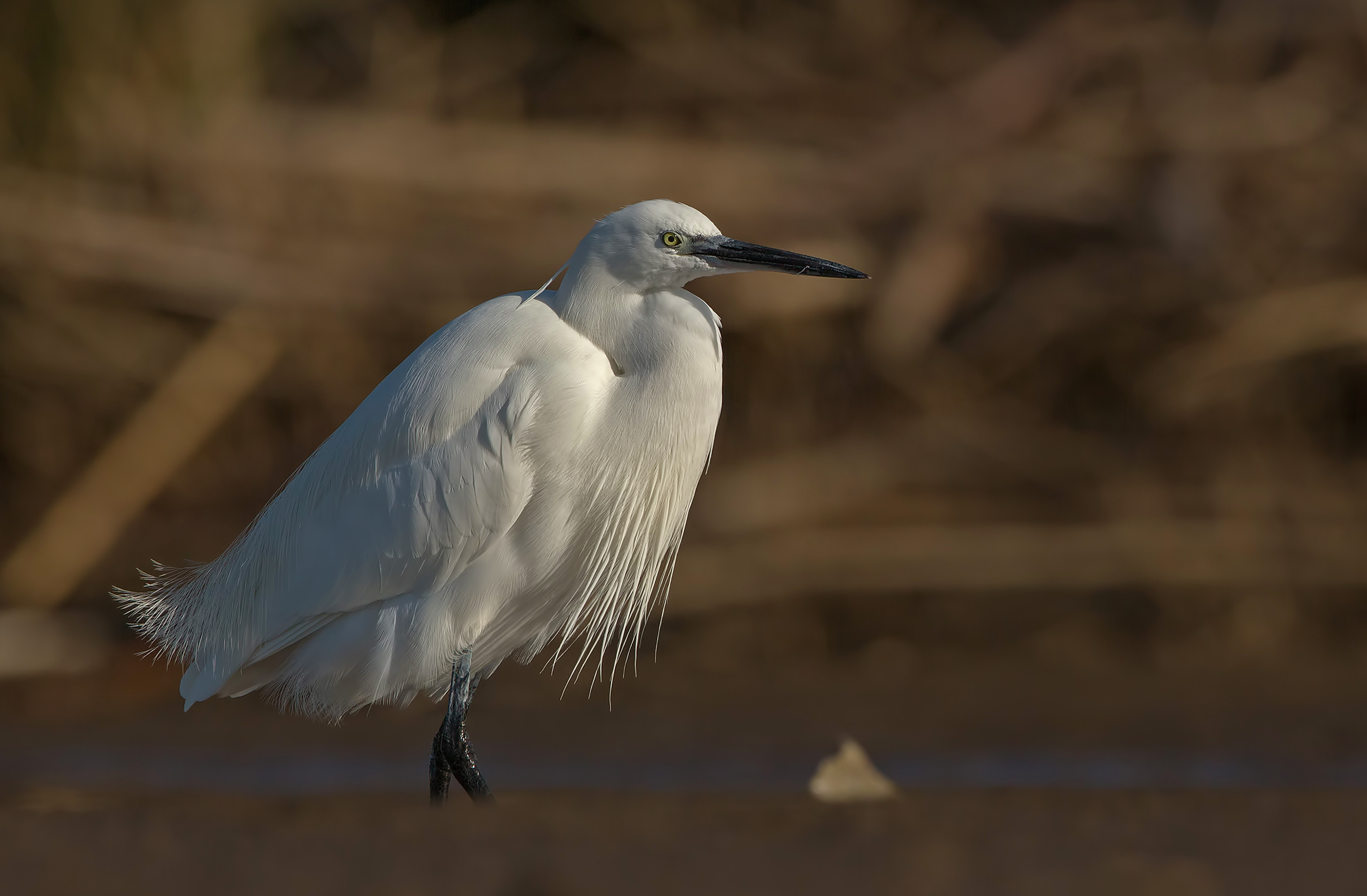 Peccato per le zampe ( garzetta )