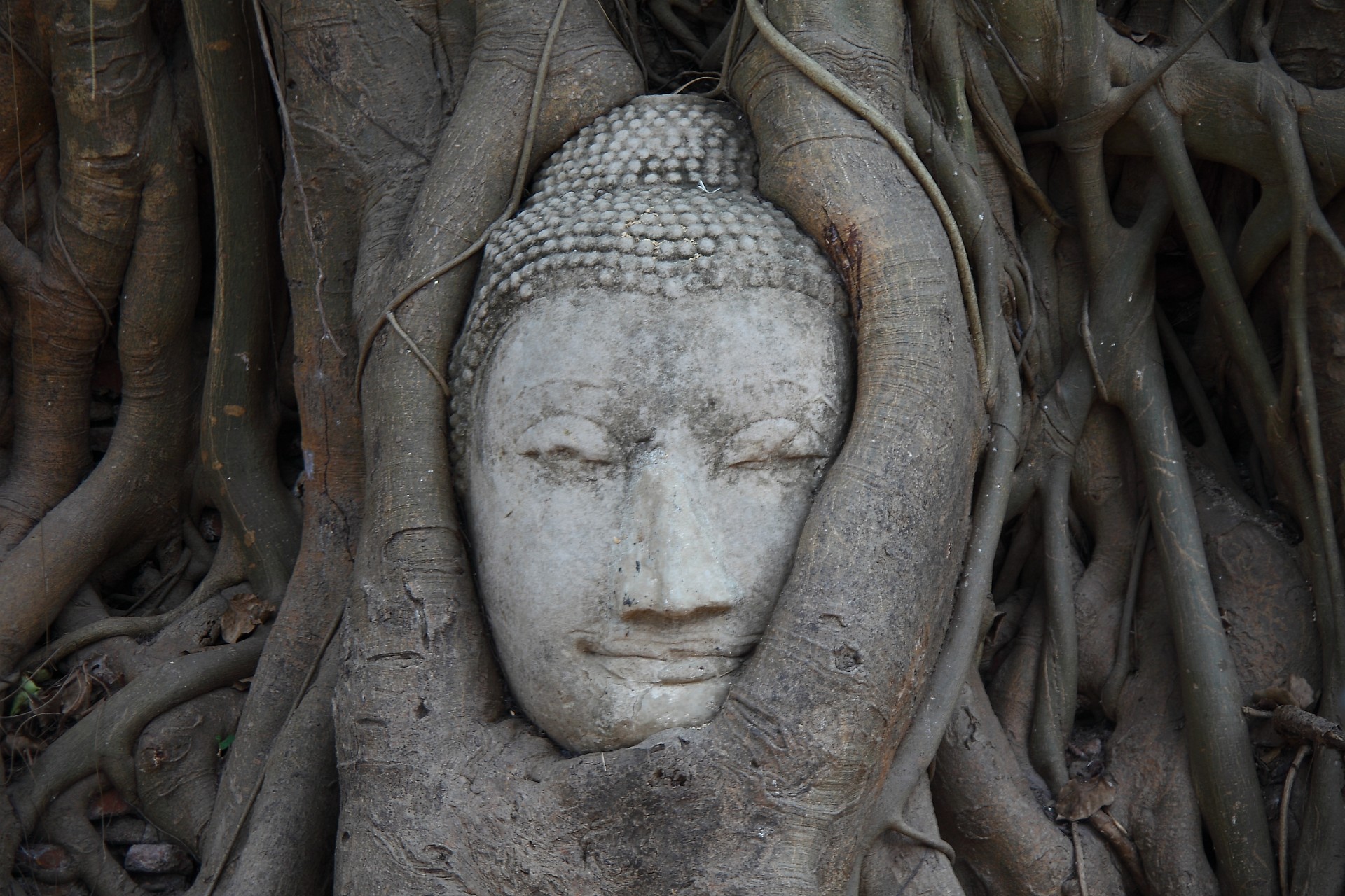 Thailandia , albero affettuoso