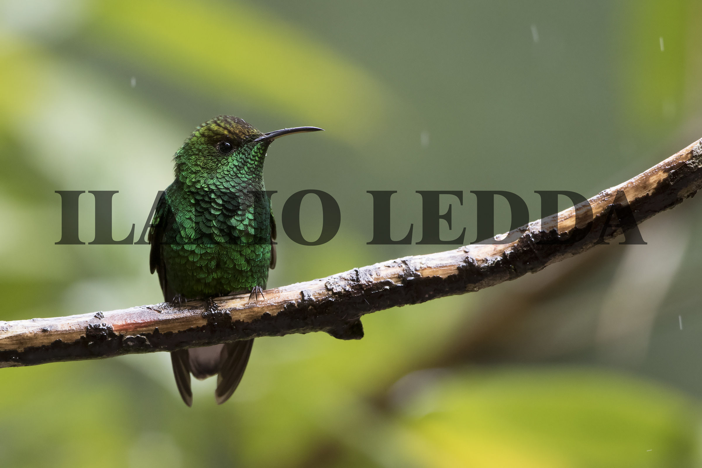 colibri verde smeraldo