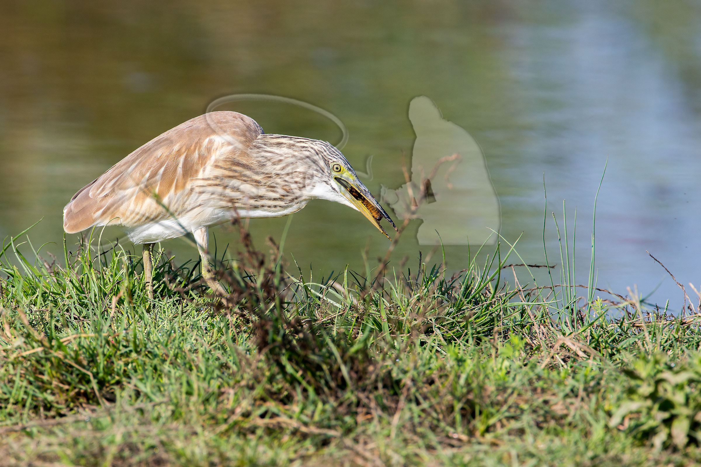 sgarza alle prese grillo talpa