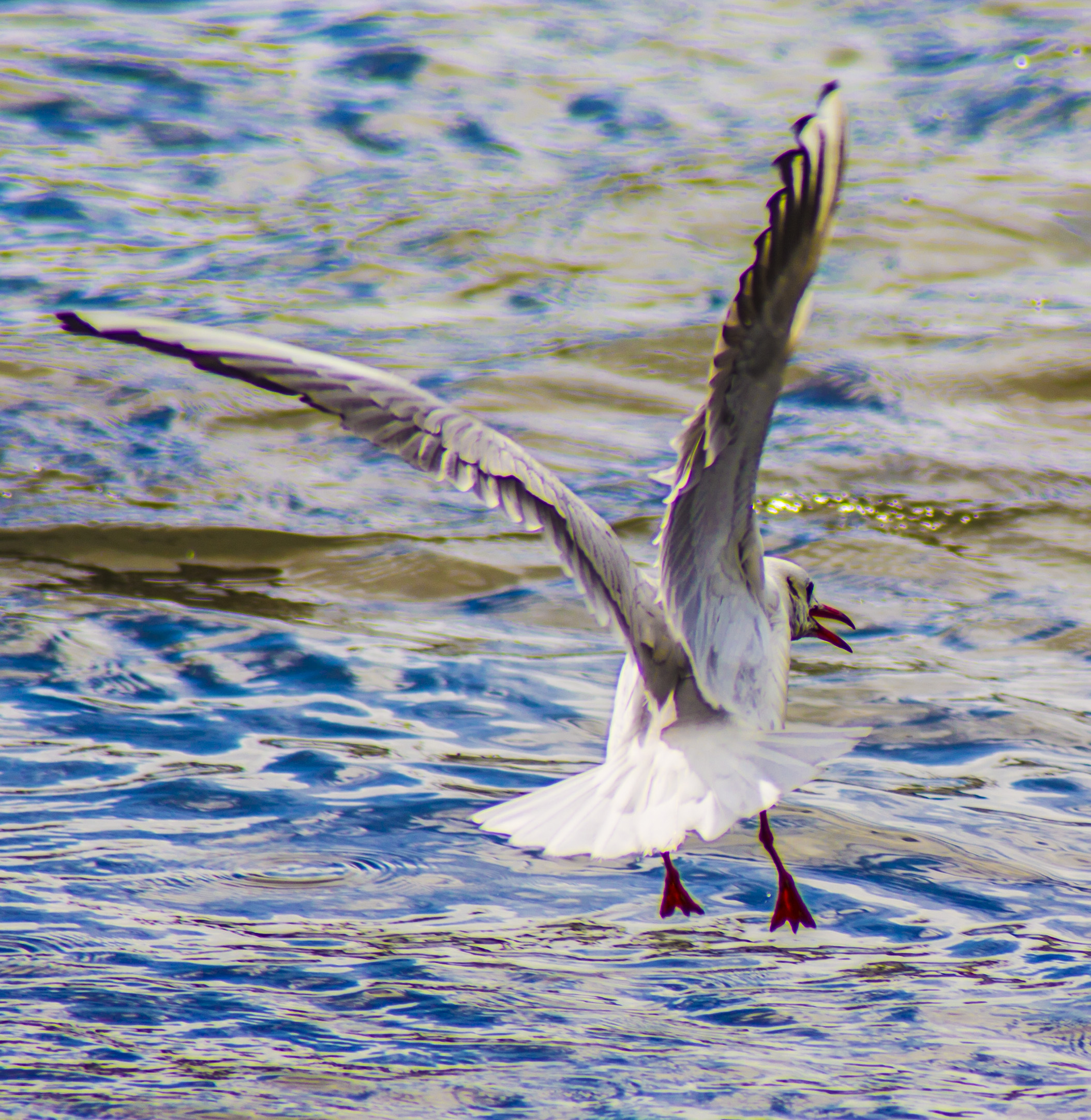 Seagull towards the prey