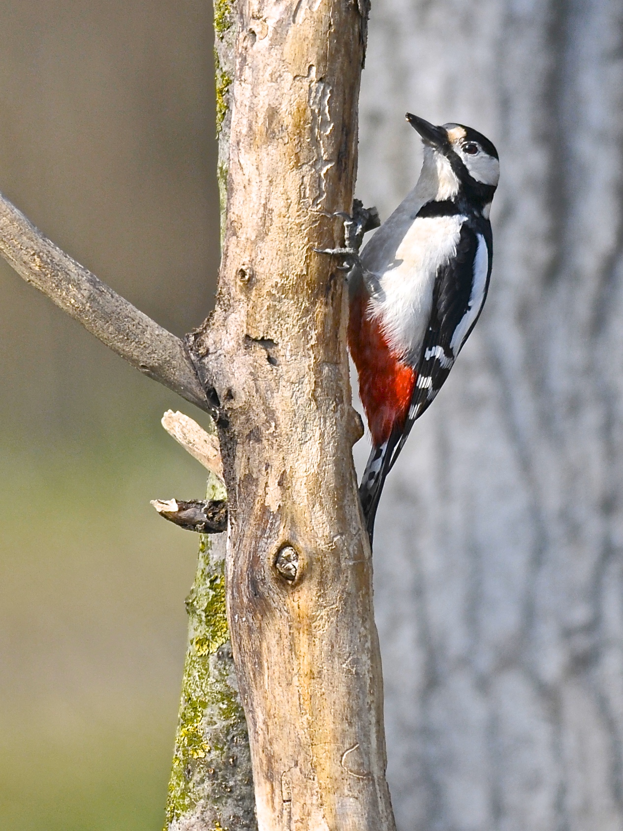 woodpecker