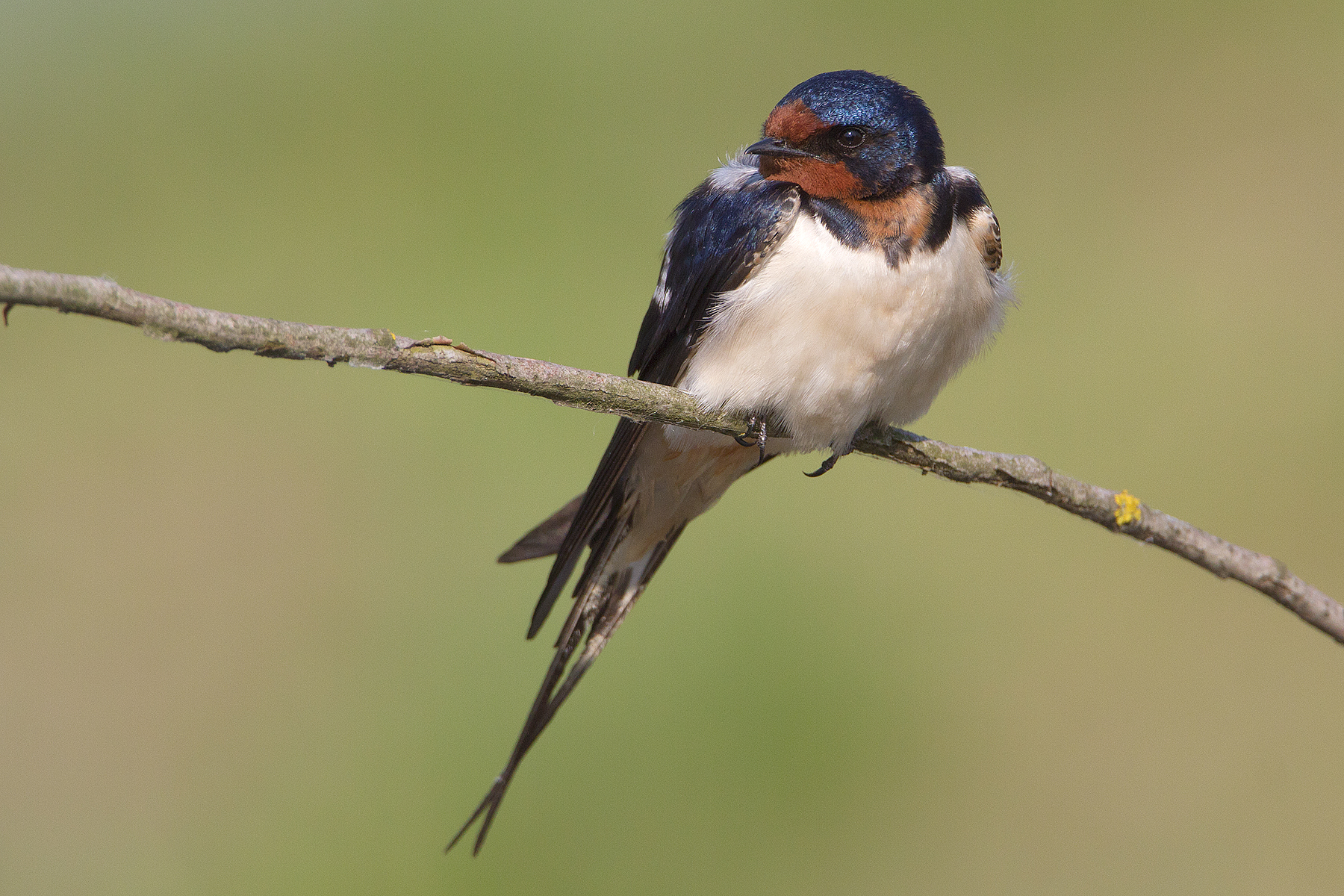 Swallow