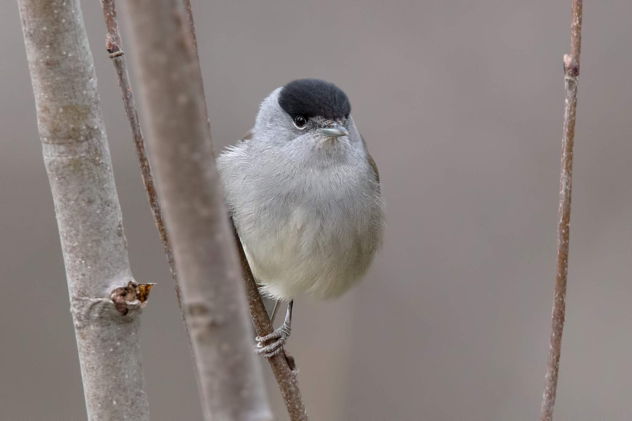 Blackcap Male