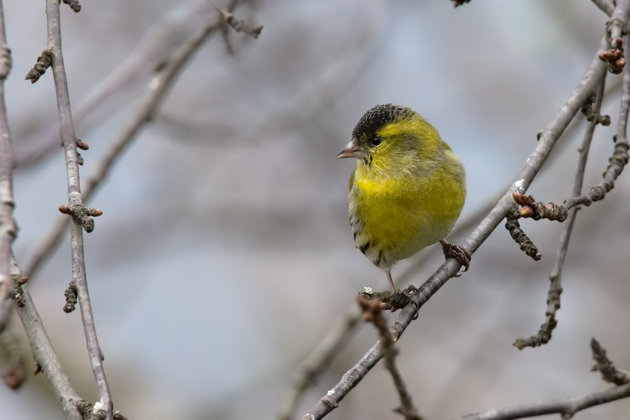 Siskin