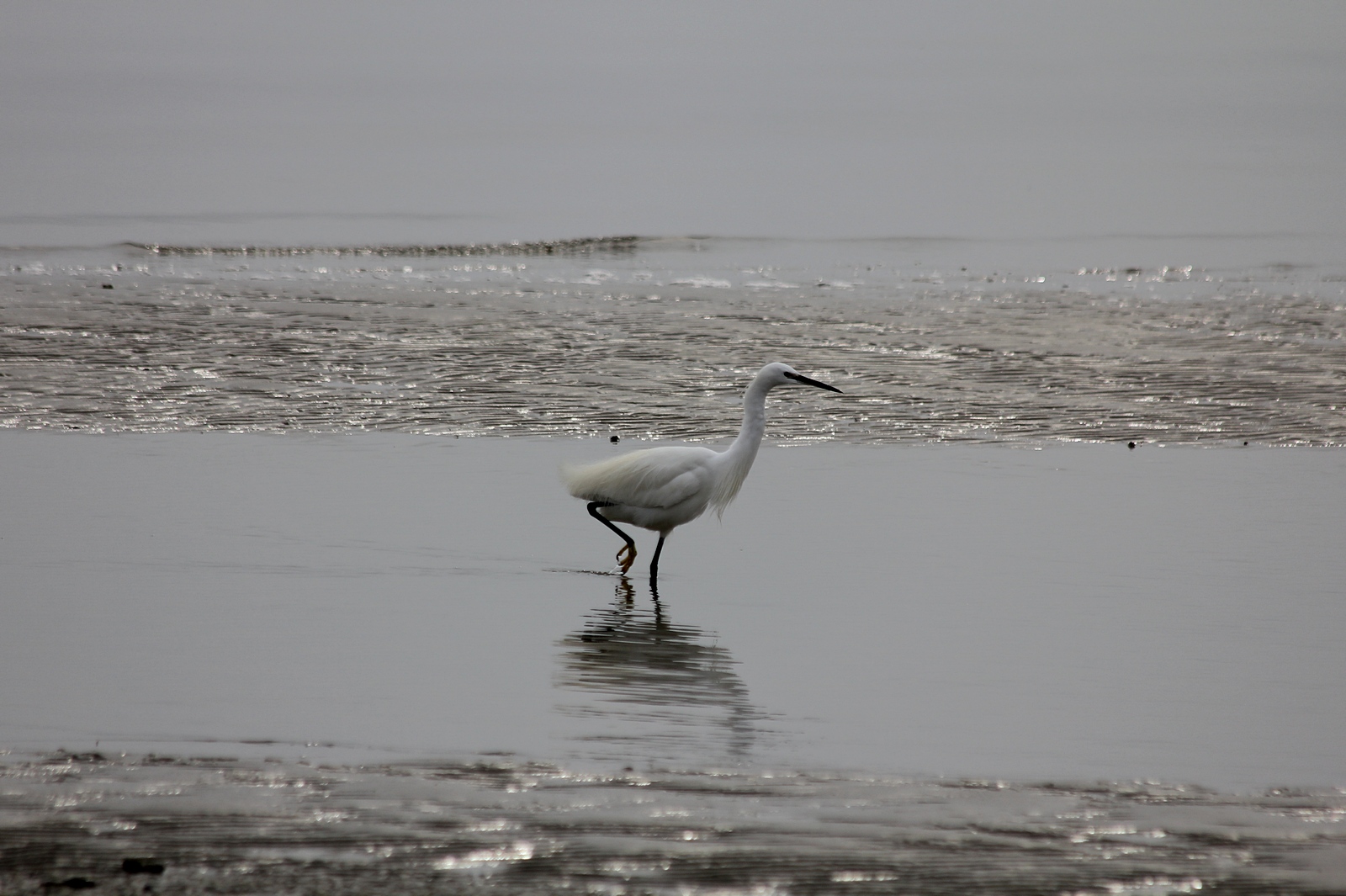 Monfalcone - Località Marina Julia uccelli