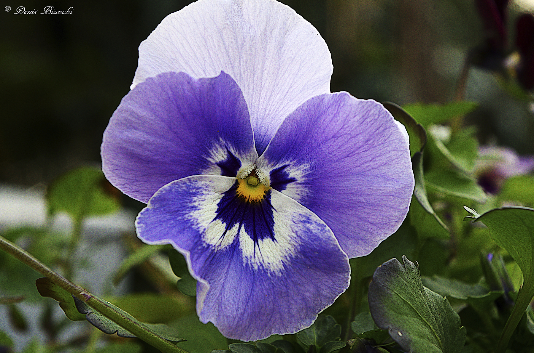 Viola del pensiero