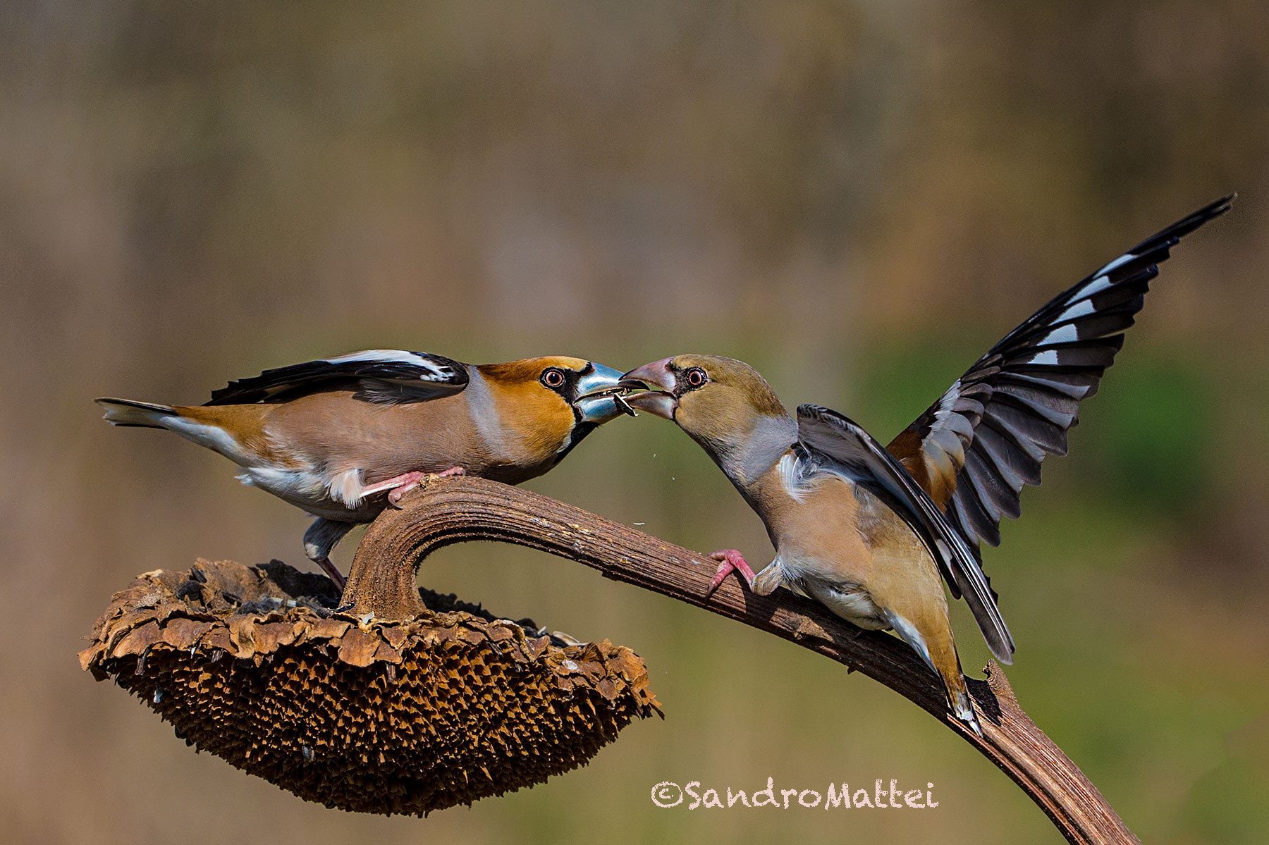 ......frosone VS frosona.......