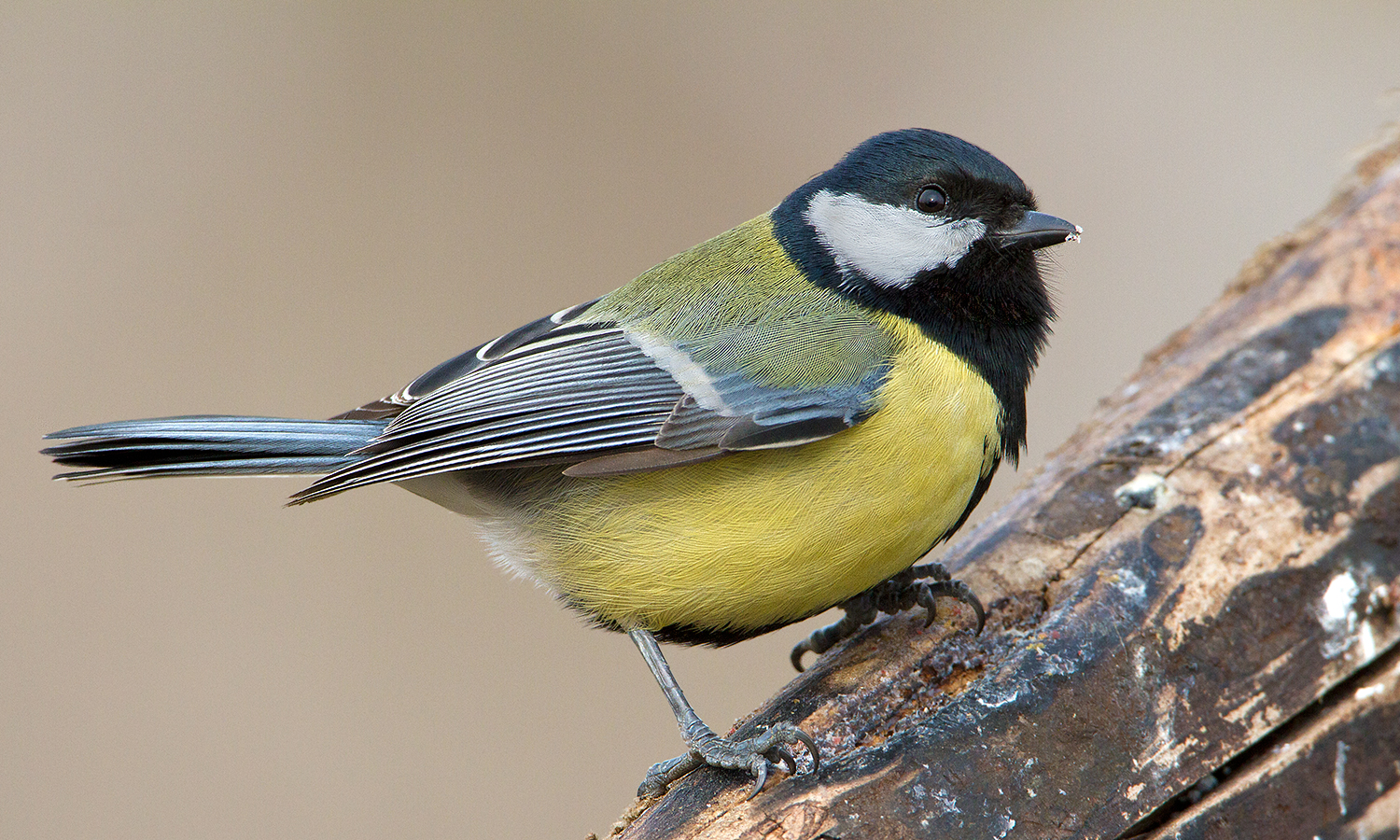 Great Tit