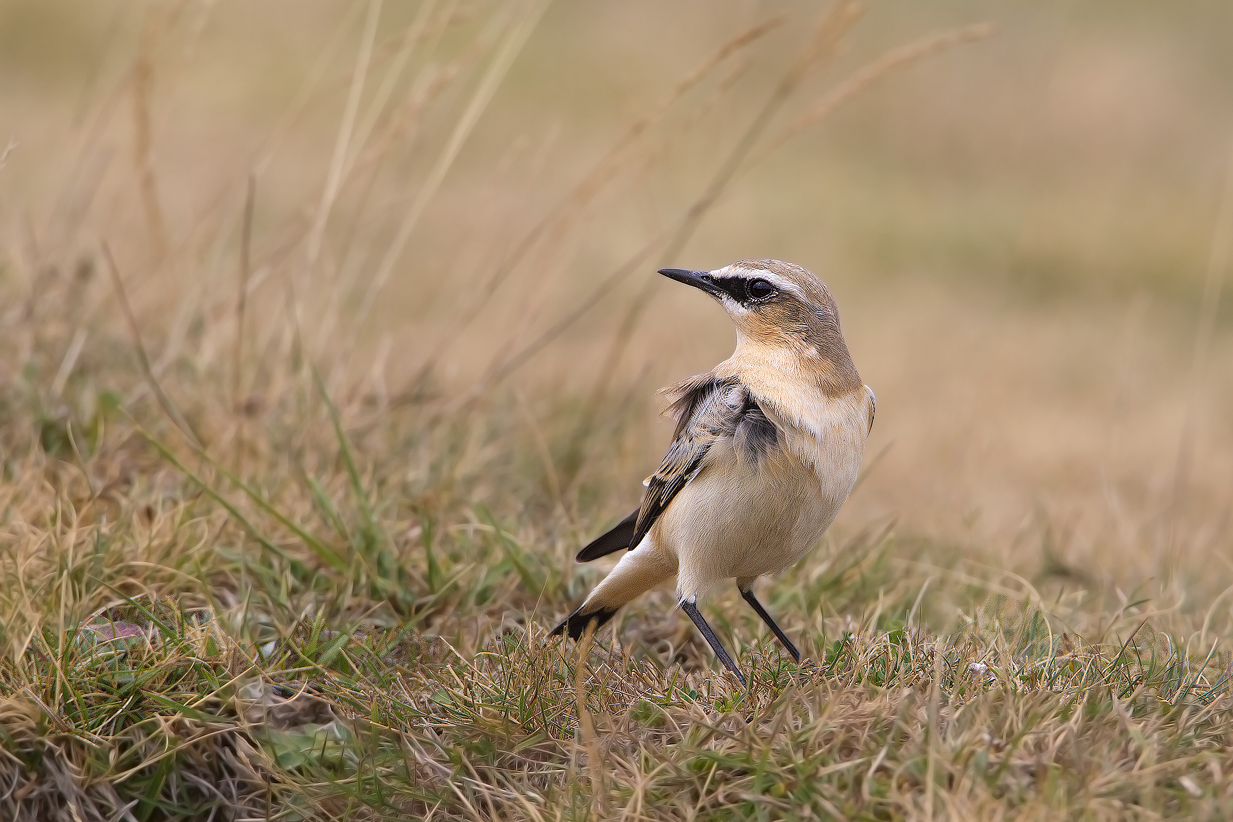 Wheatear