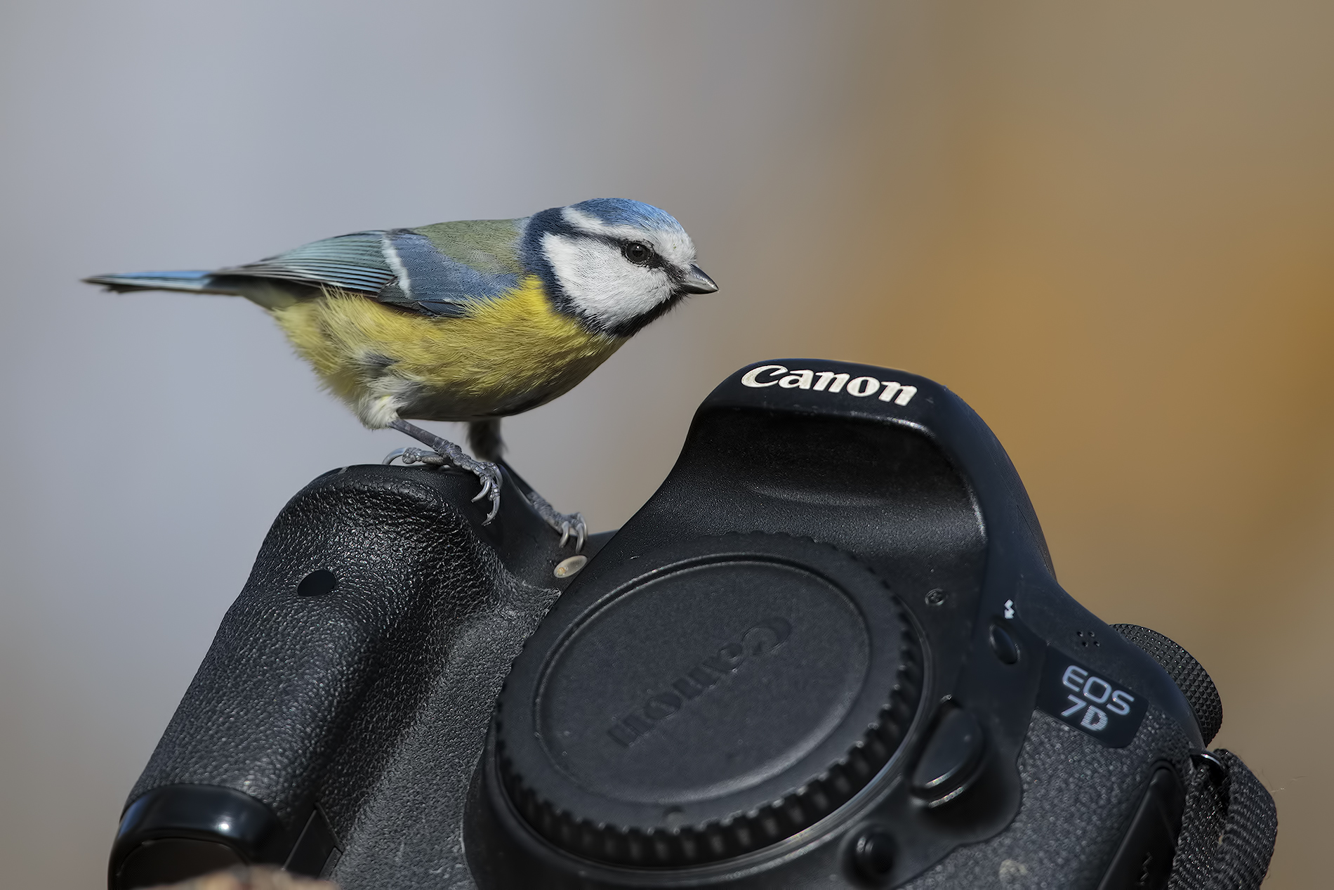 to have a laugh ....