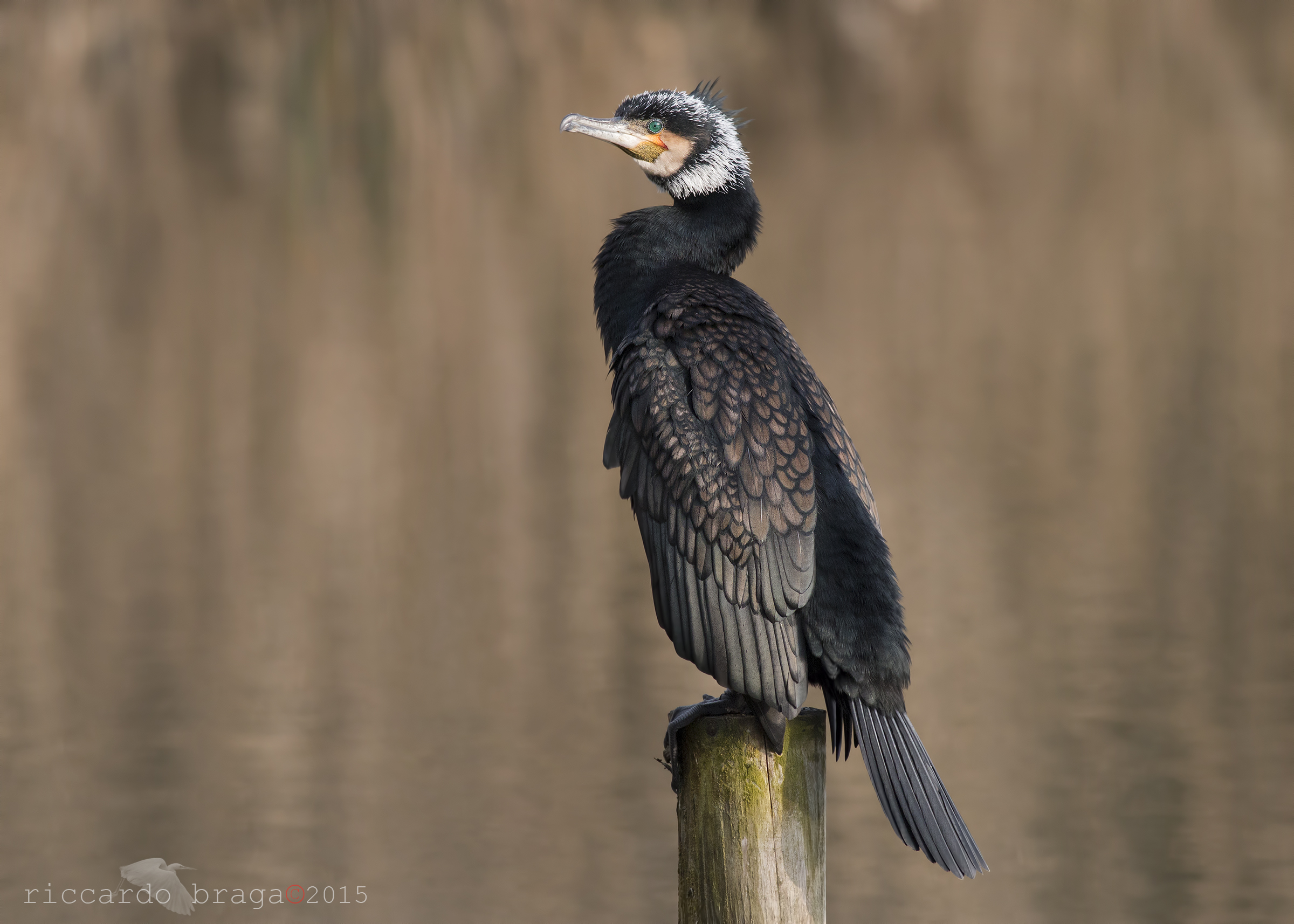 Cormorant in wedding dress.