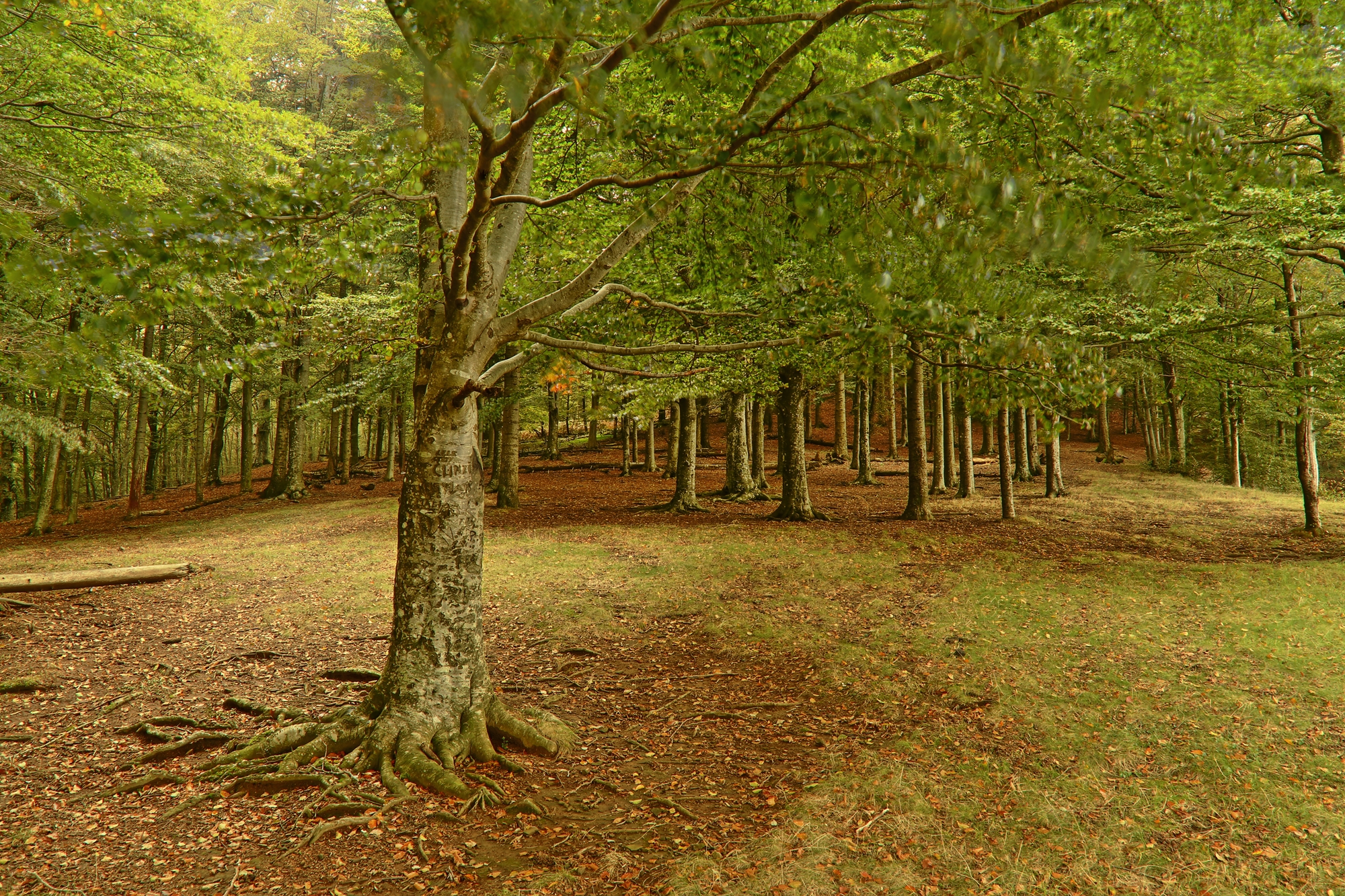 Parco Acquerino Cantagallo