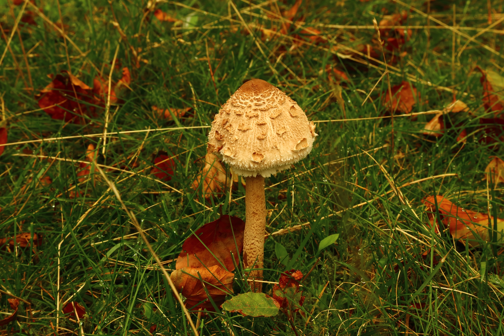 Parco Acquerino Cantagallo