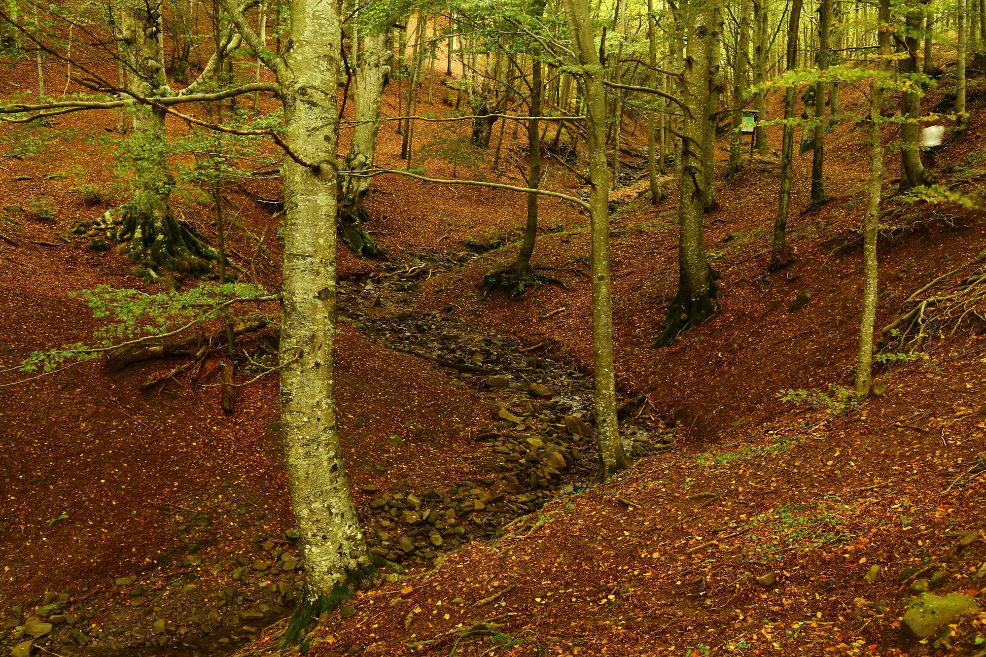 Parco Acquerino Cantagallo