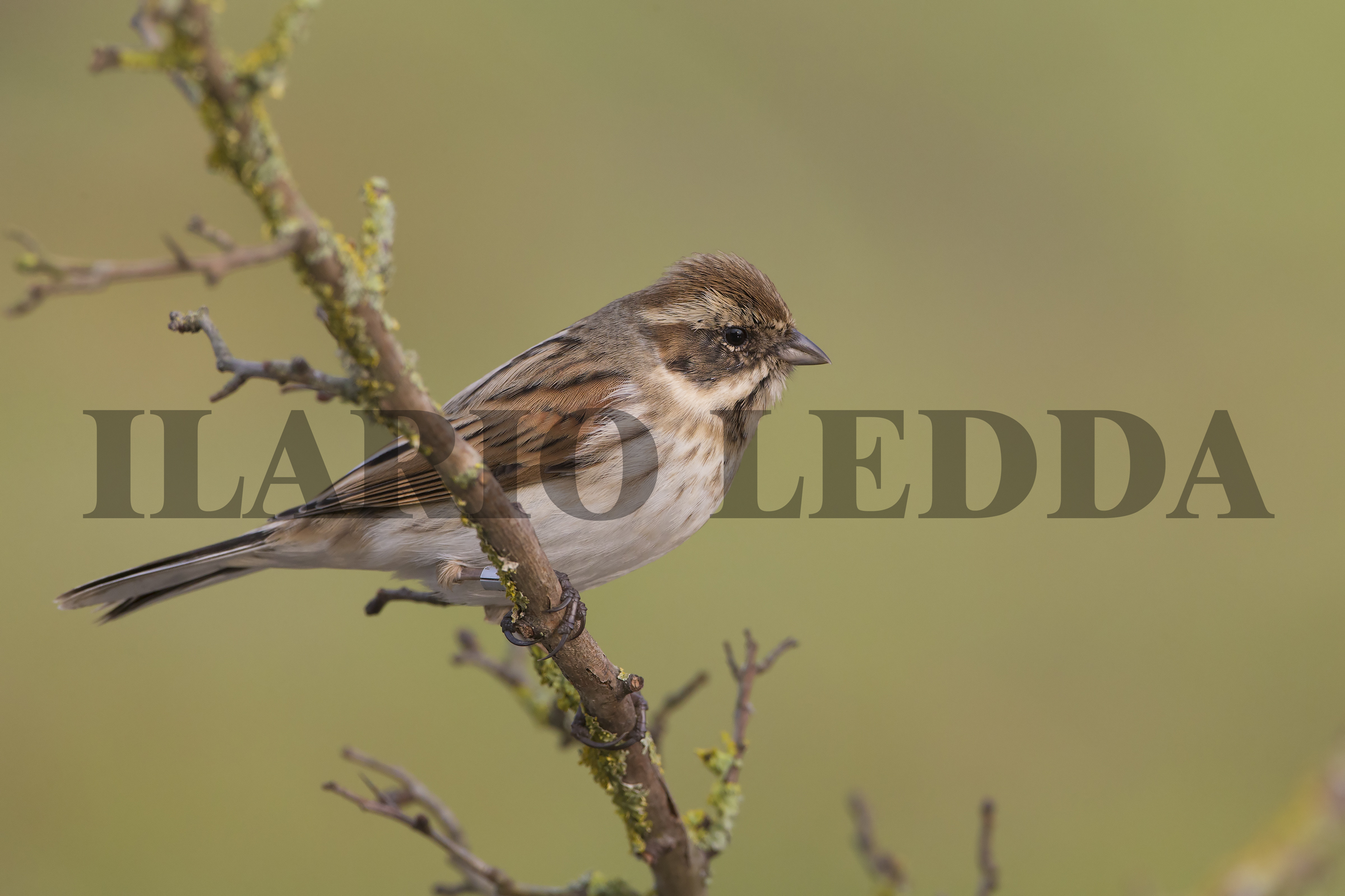 migliarino di palude