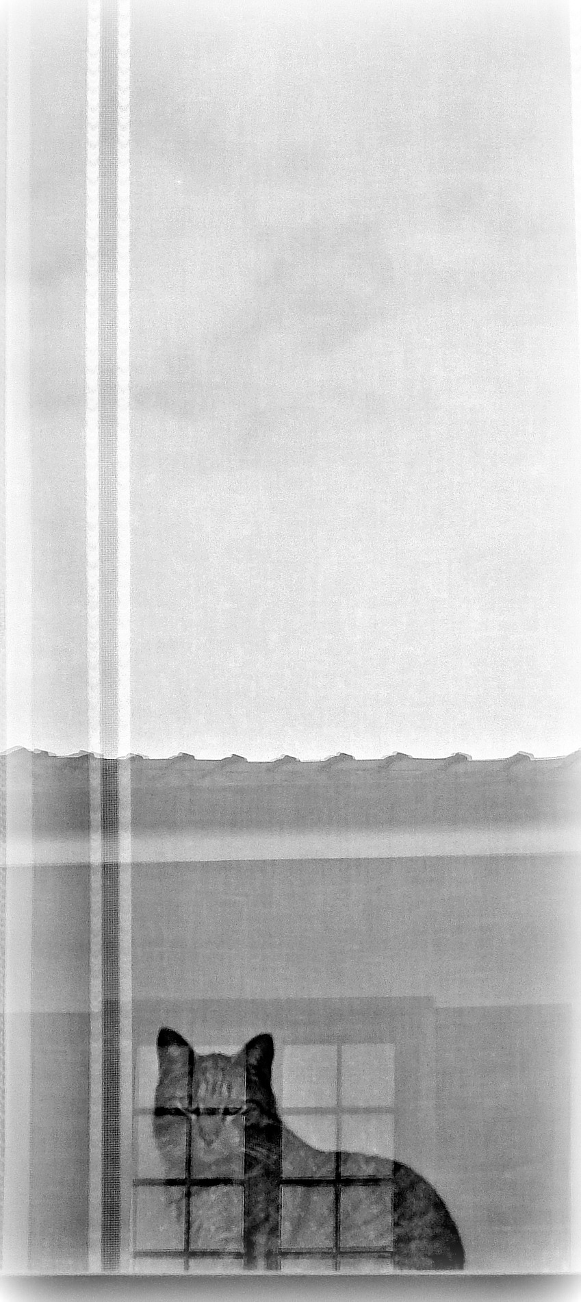 questo gatto ha buoni...riflessi