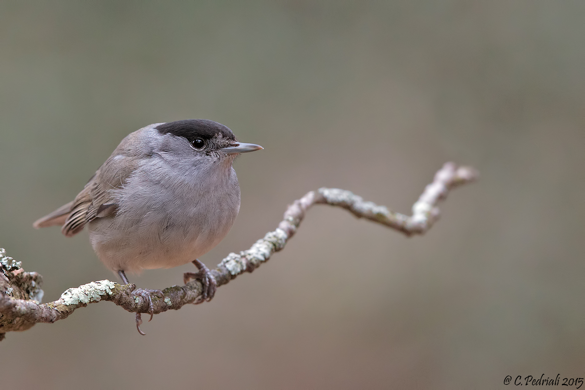 Blackcap male ...