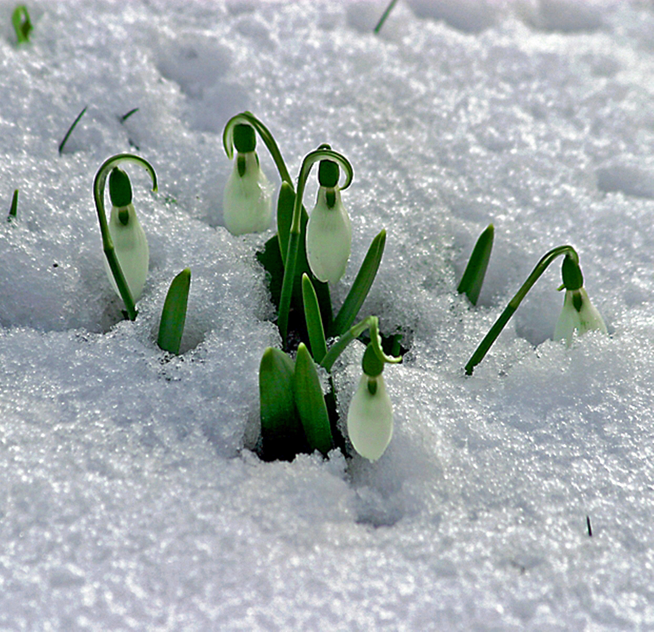 Snowdrop