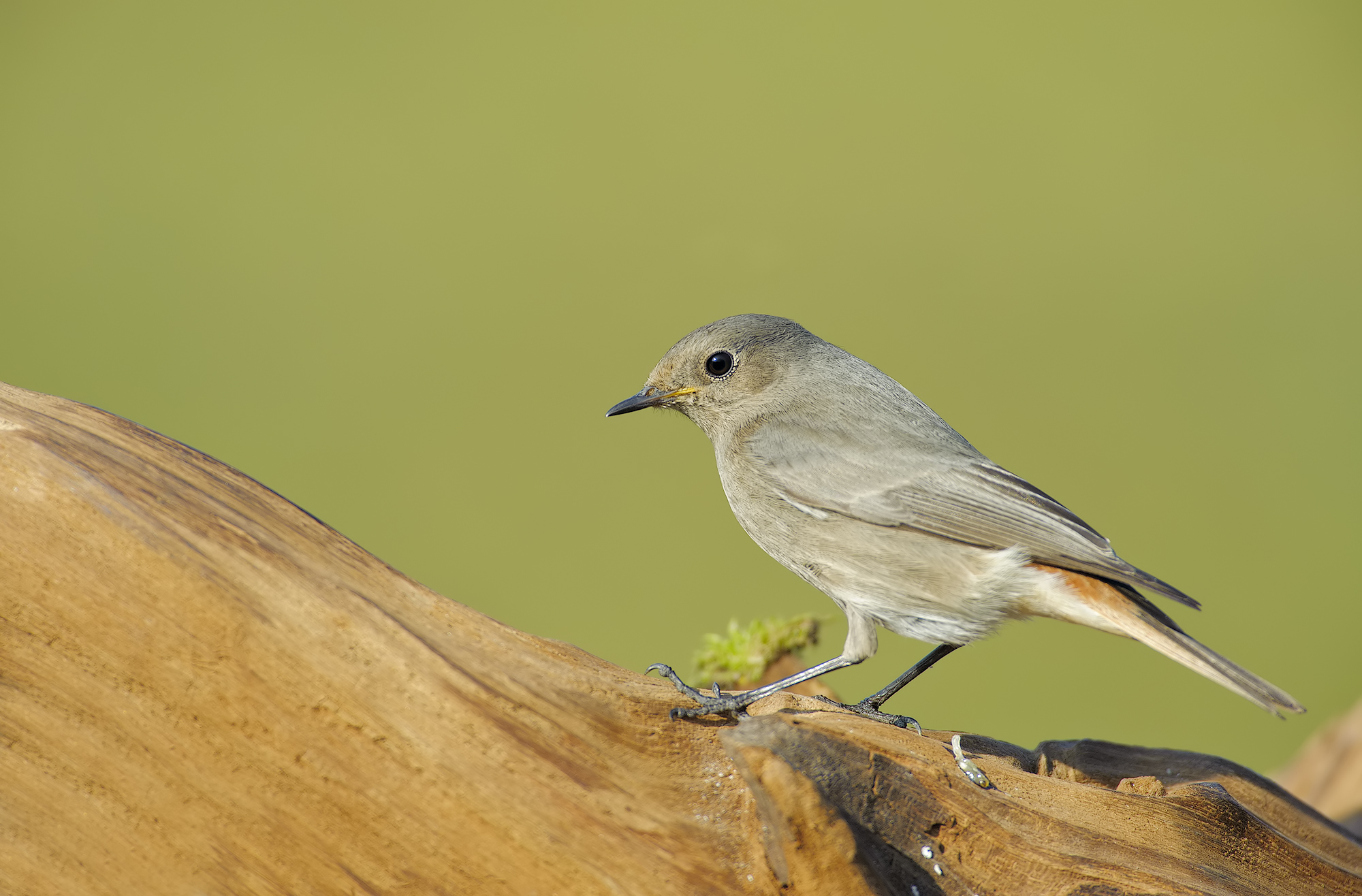 Black redstart (Black Redstart)