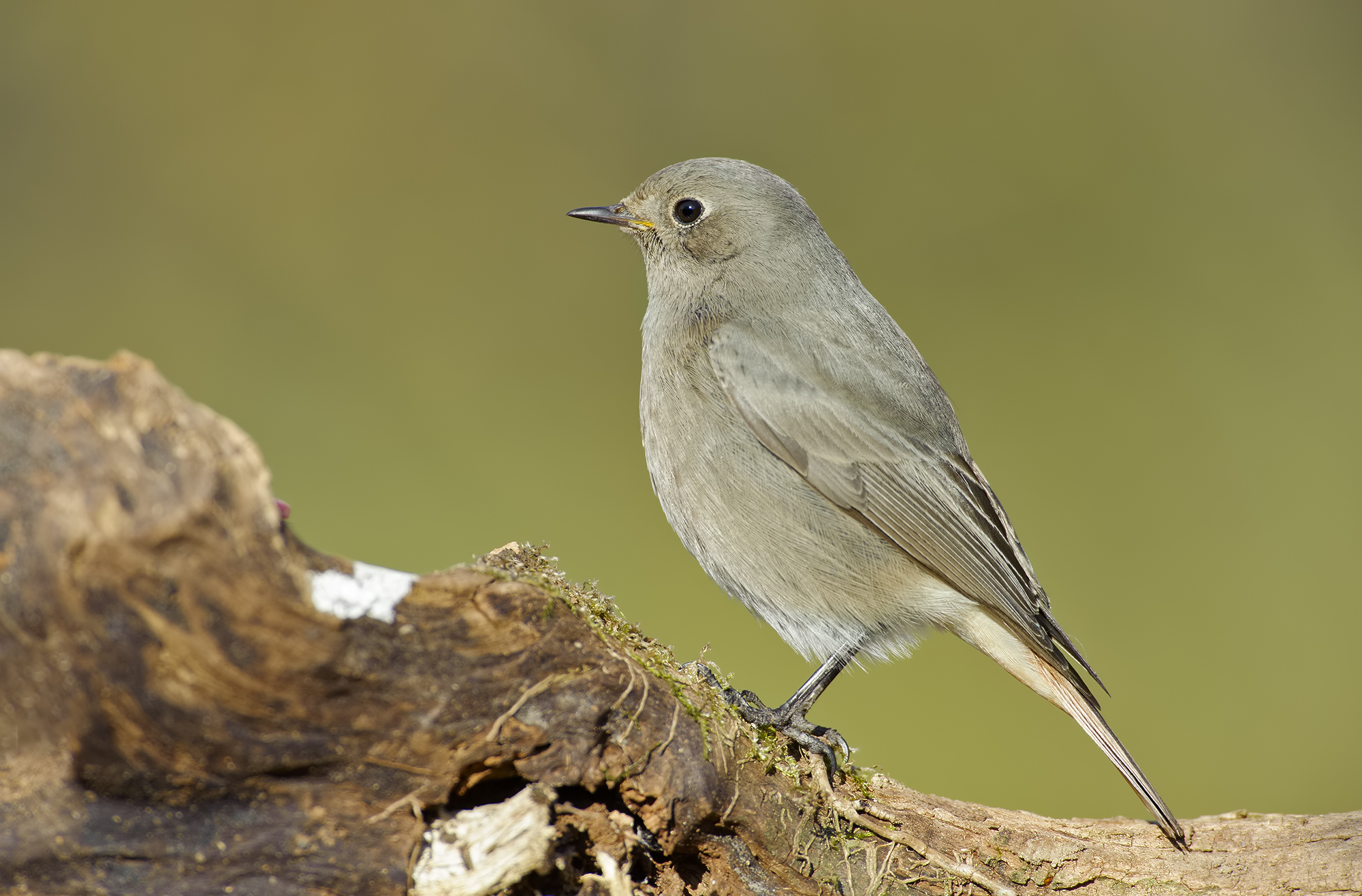 Black redstart (Black Redstart)