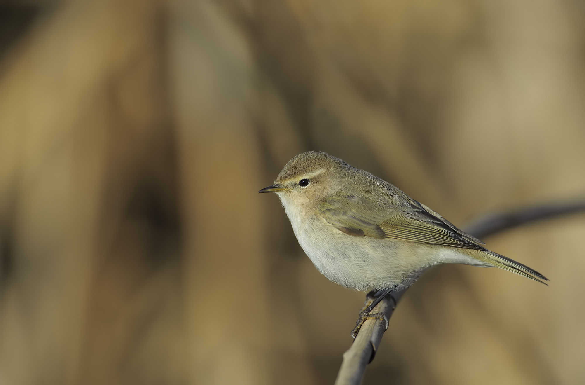 Common chiffchaff (He small)
