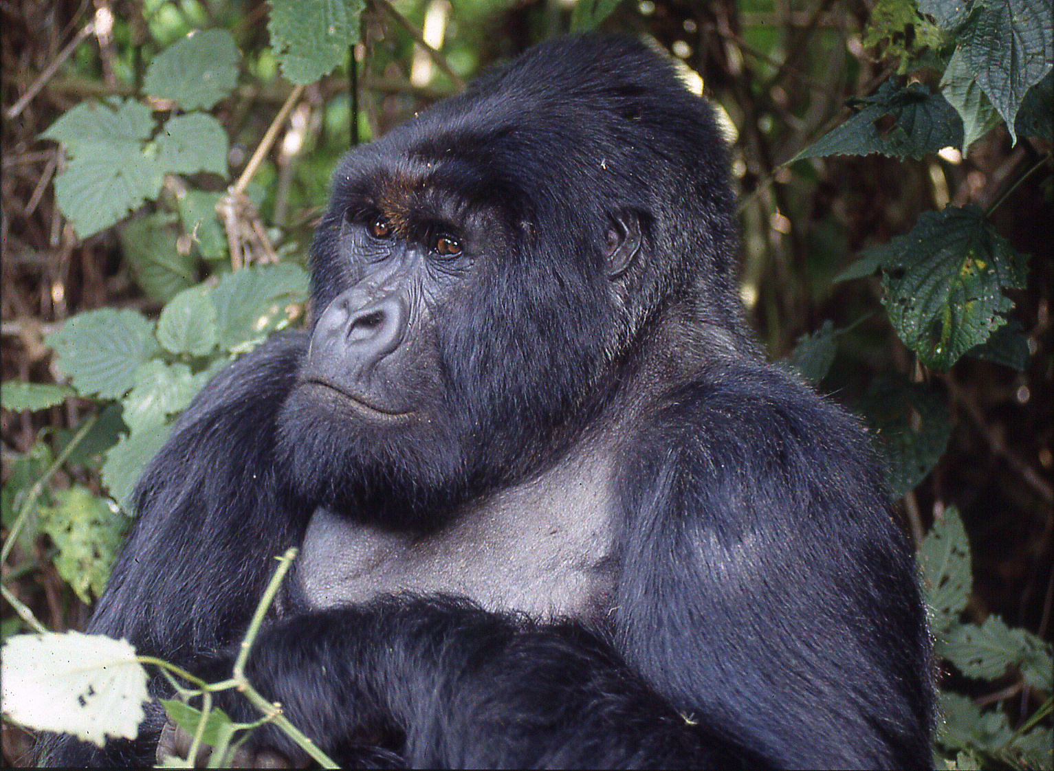 Mountain Gorilla