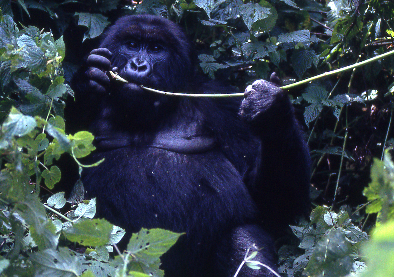 Mountain Gorilla
